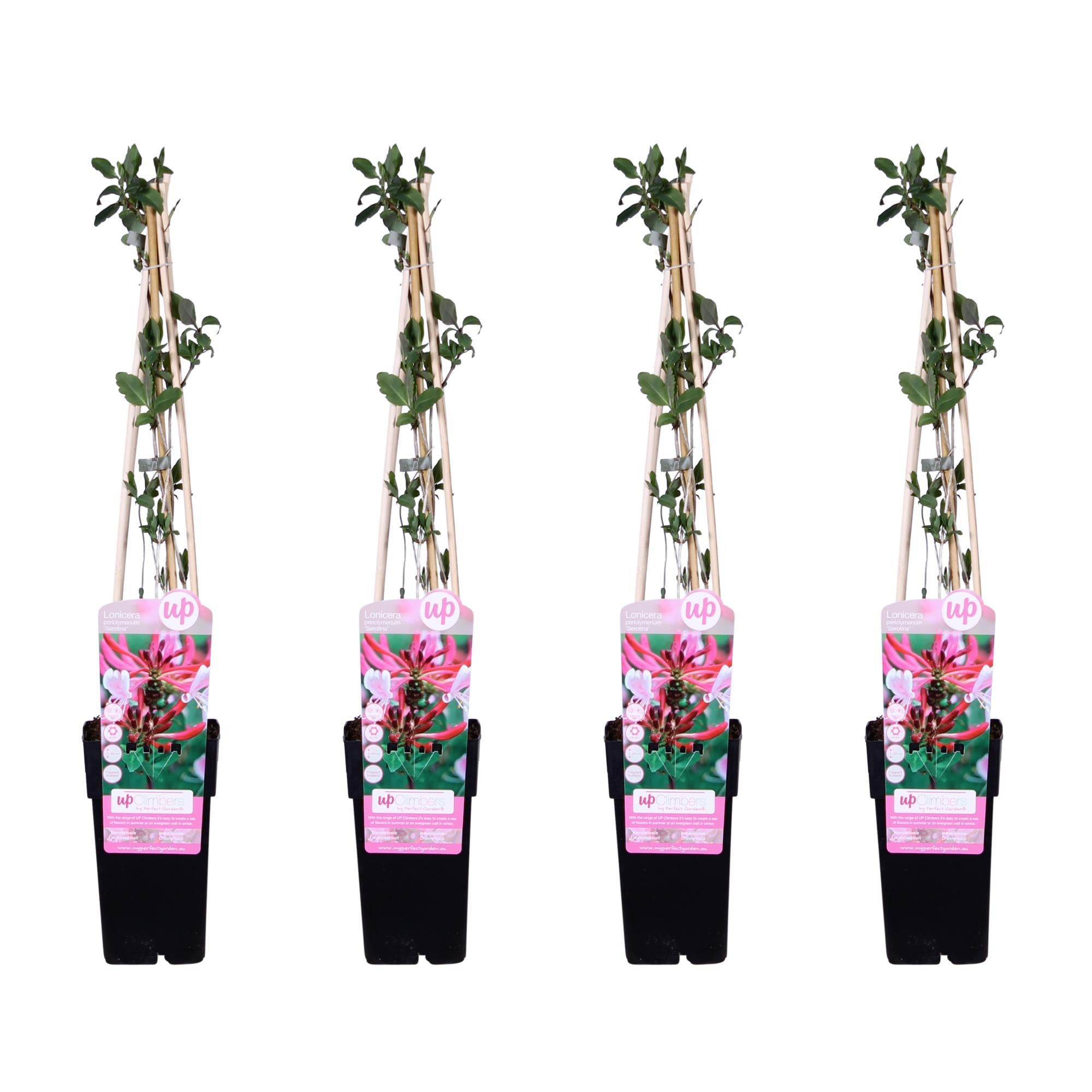 4x - Lonicera periclymenum 'Serotina' - ?65cm - Ø15