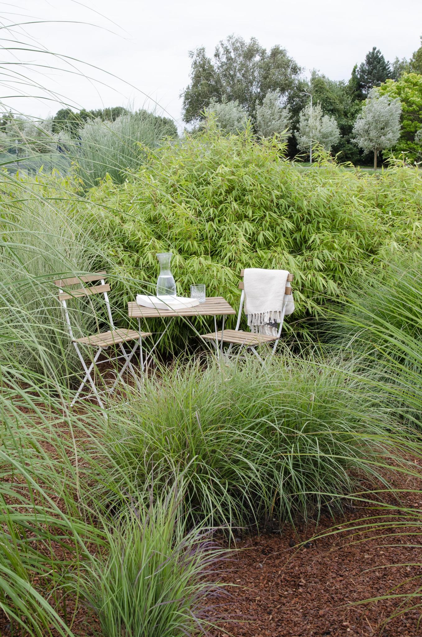 8x Fargesia rufa - ?40cm - Ø14