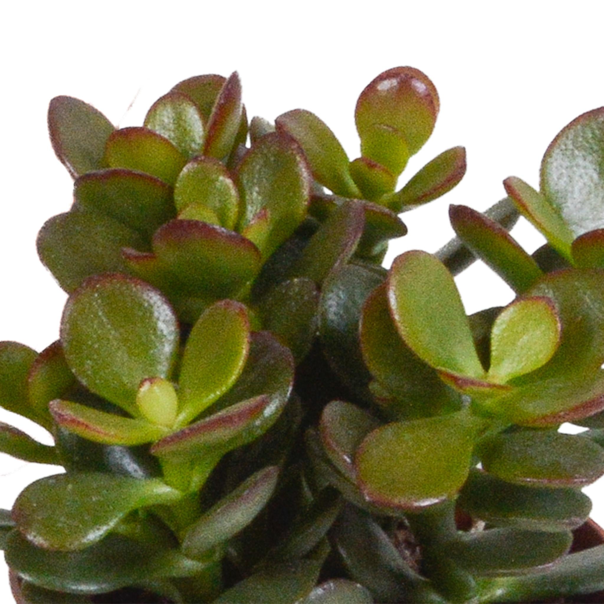 Crassula-Mix 8,5 cm - 3x - im weißen Topf