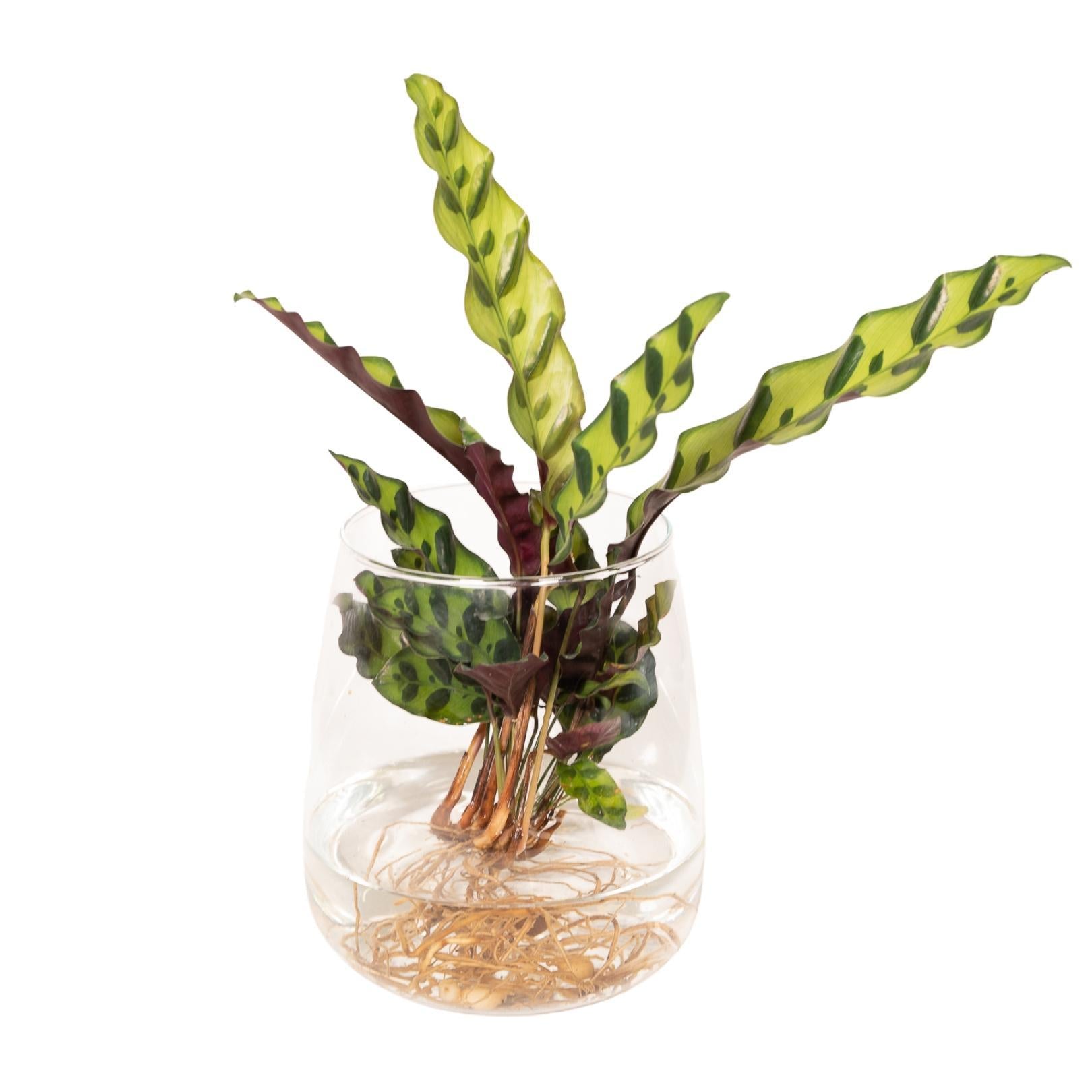 Calathea Insignis in Kingston-glas - 30cm - ø12