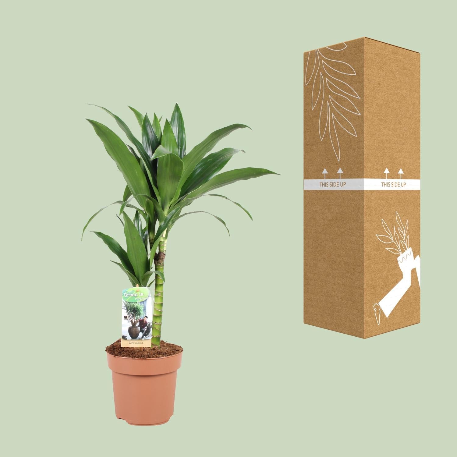 Dracaena Janet Craig 30-15 - Ø17cm - ↕60cm