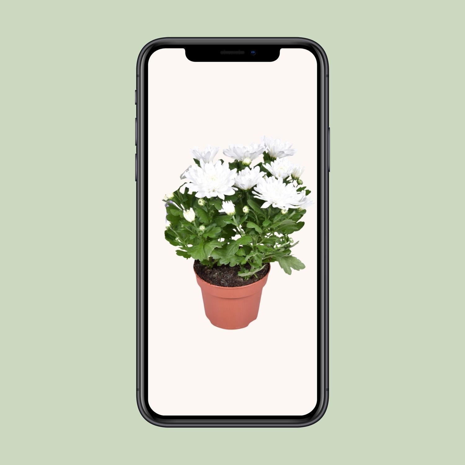 Chrysanthemum Brave - Ø12cm - ↕26cm