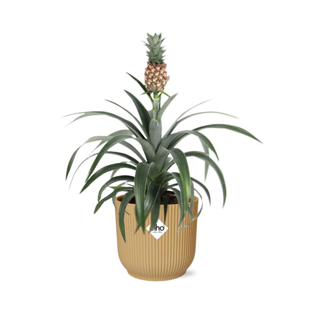 Ananas Mi Amigo in ELHO Vibes Fold 14cm geel