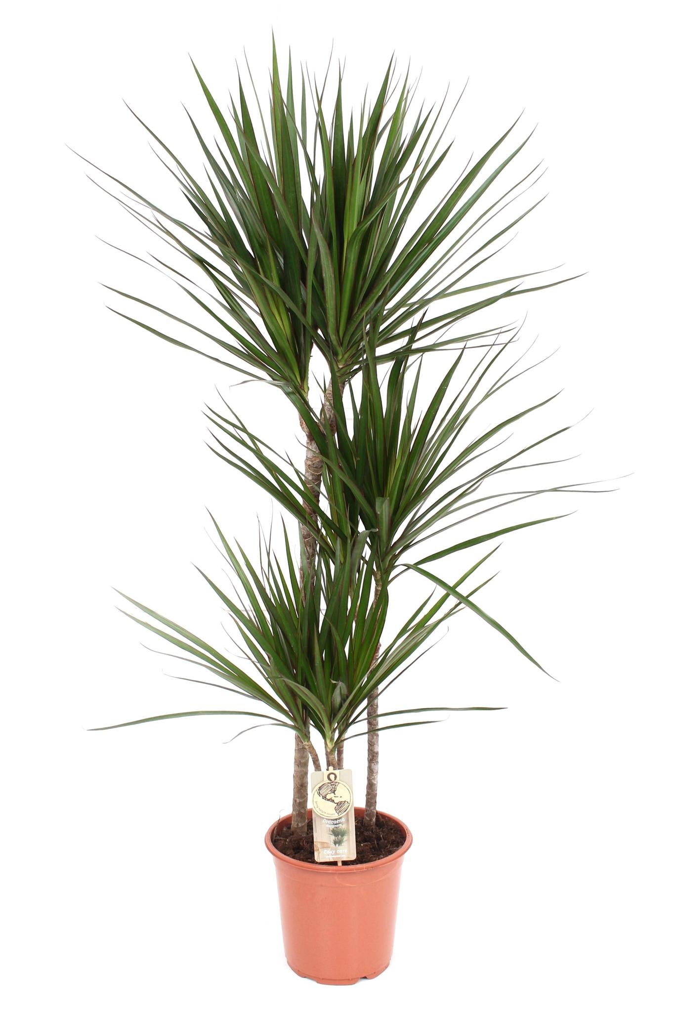 Dracaena Marginata - Ø21 ↕120