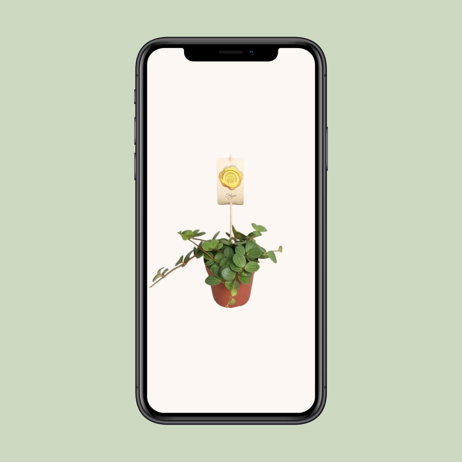 Peperomia Hoop - Ø12cm - ↕15cm