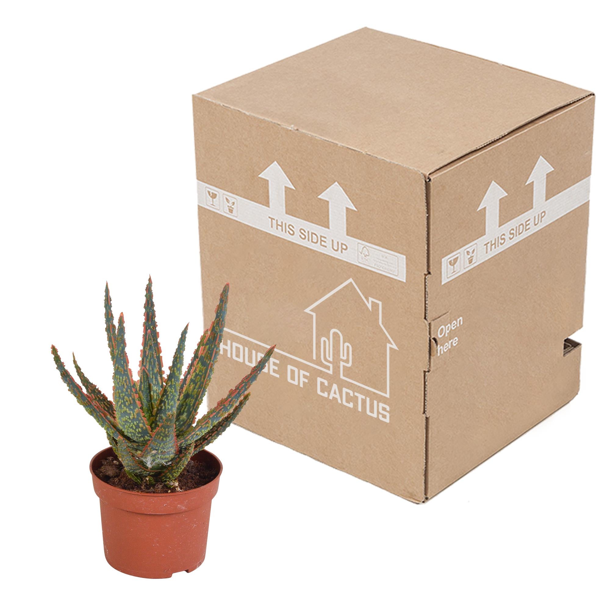 Aloe Zebrina Dannyz 10,5cm - Zweittopf