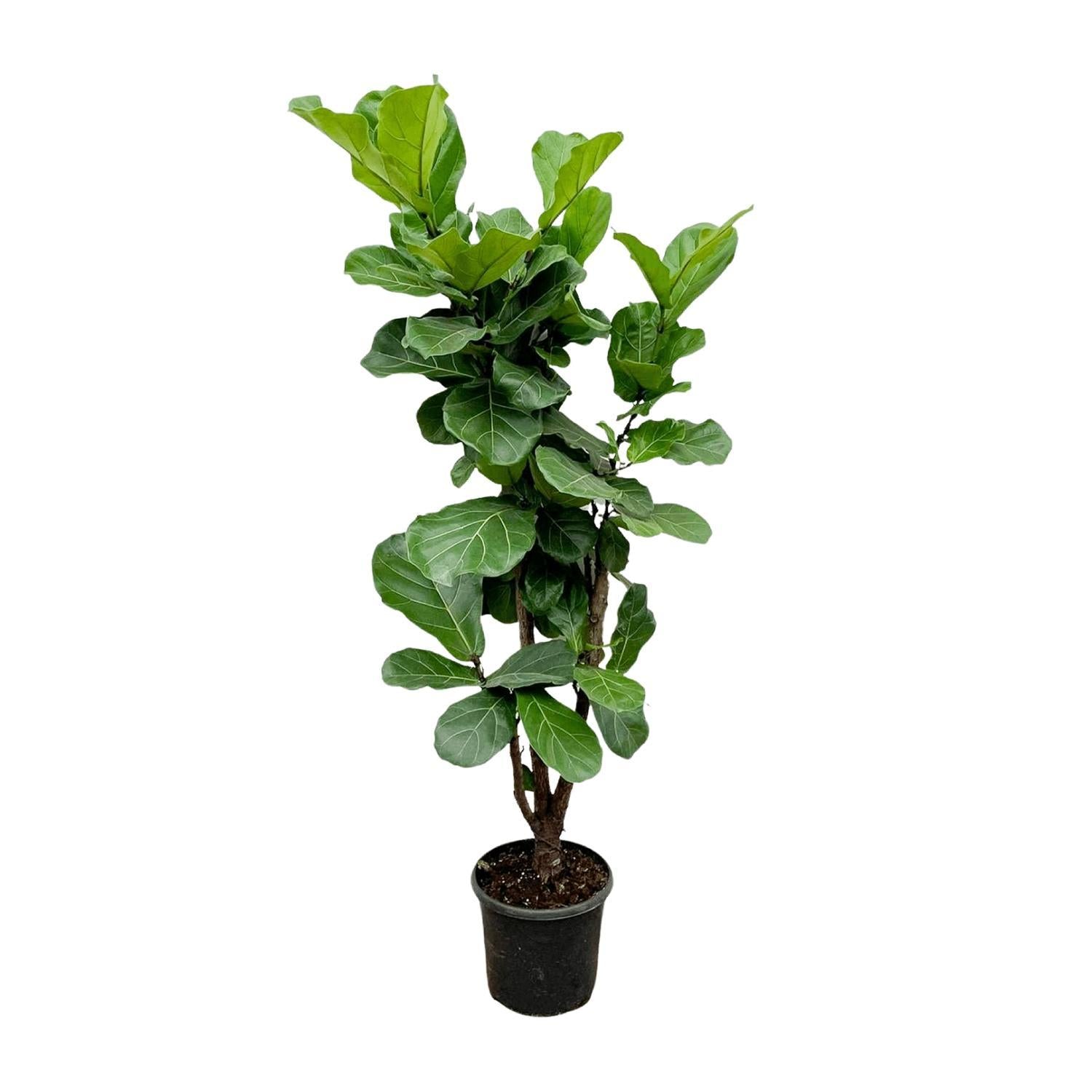 Ficus Lyrata vertakt - 180cm - ?30