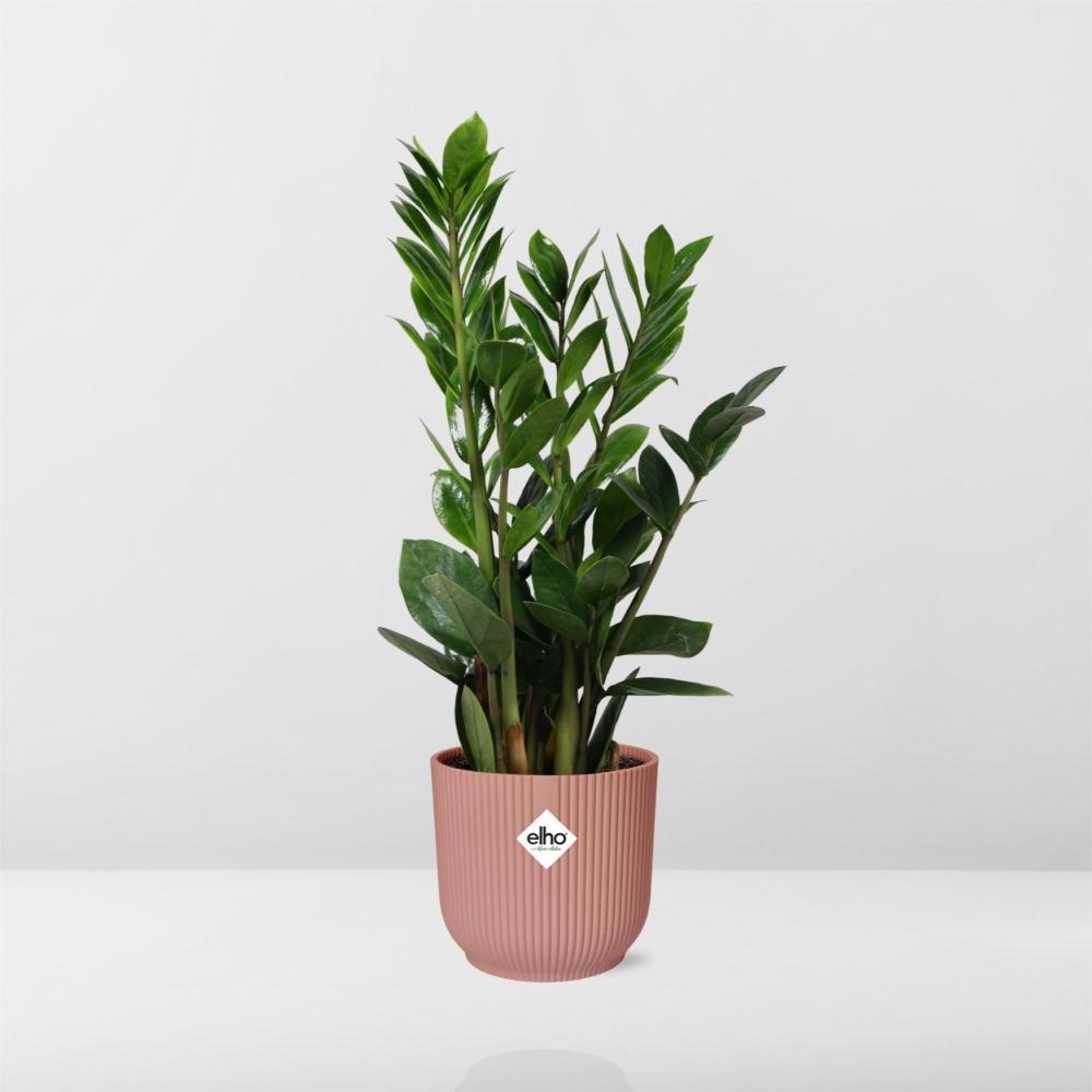 Zamioculcas – Hoogte 45-50 in ELHO Vibes Fold 14cm rosa