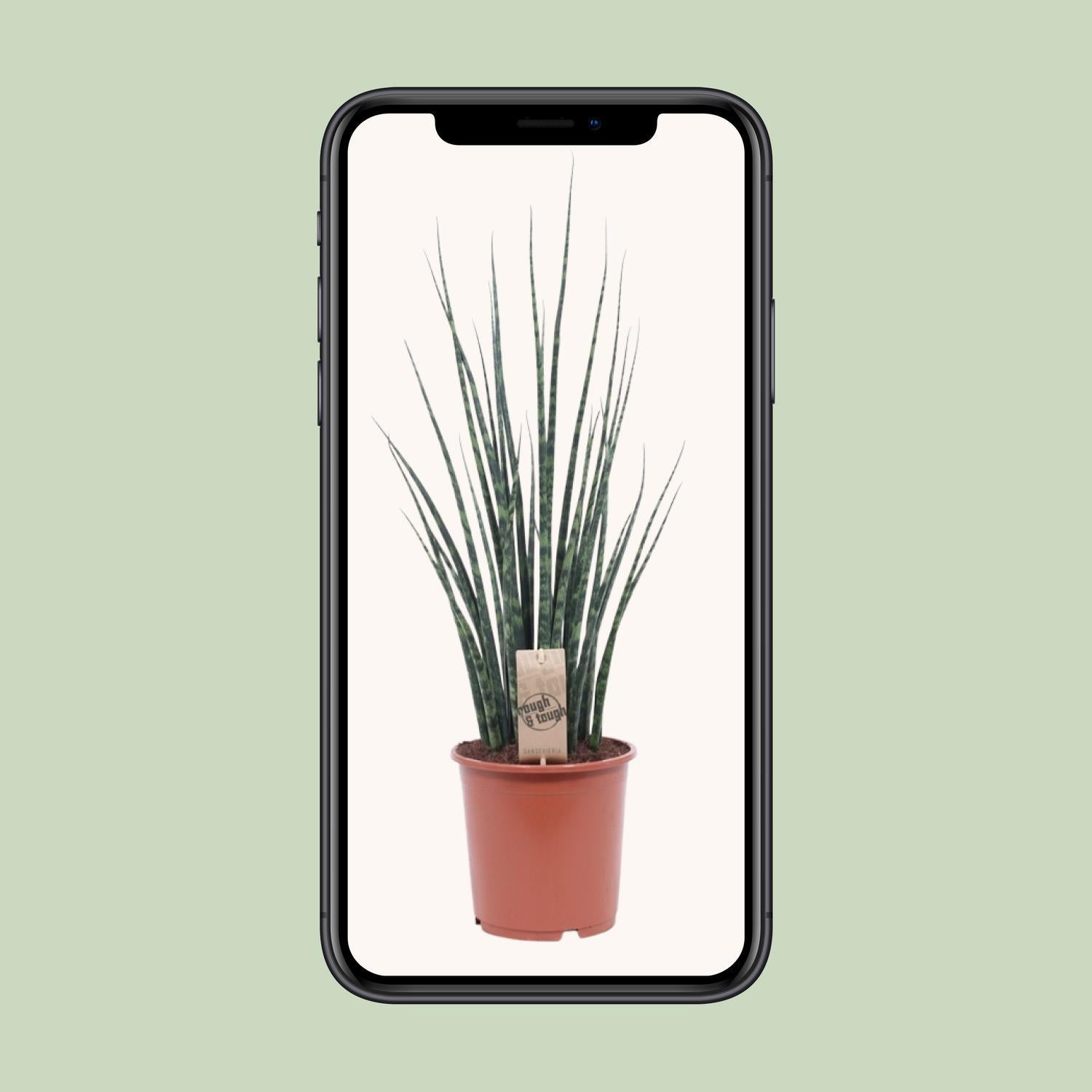 Sansevieria Varenhout Mikado - Ø19cm - ↕80cm