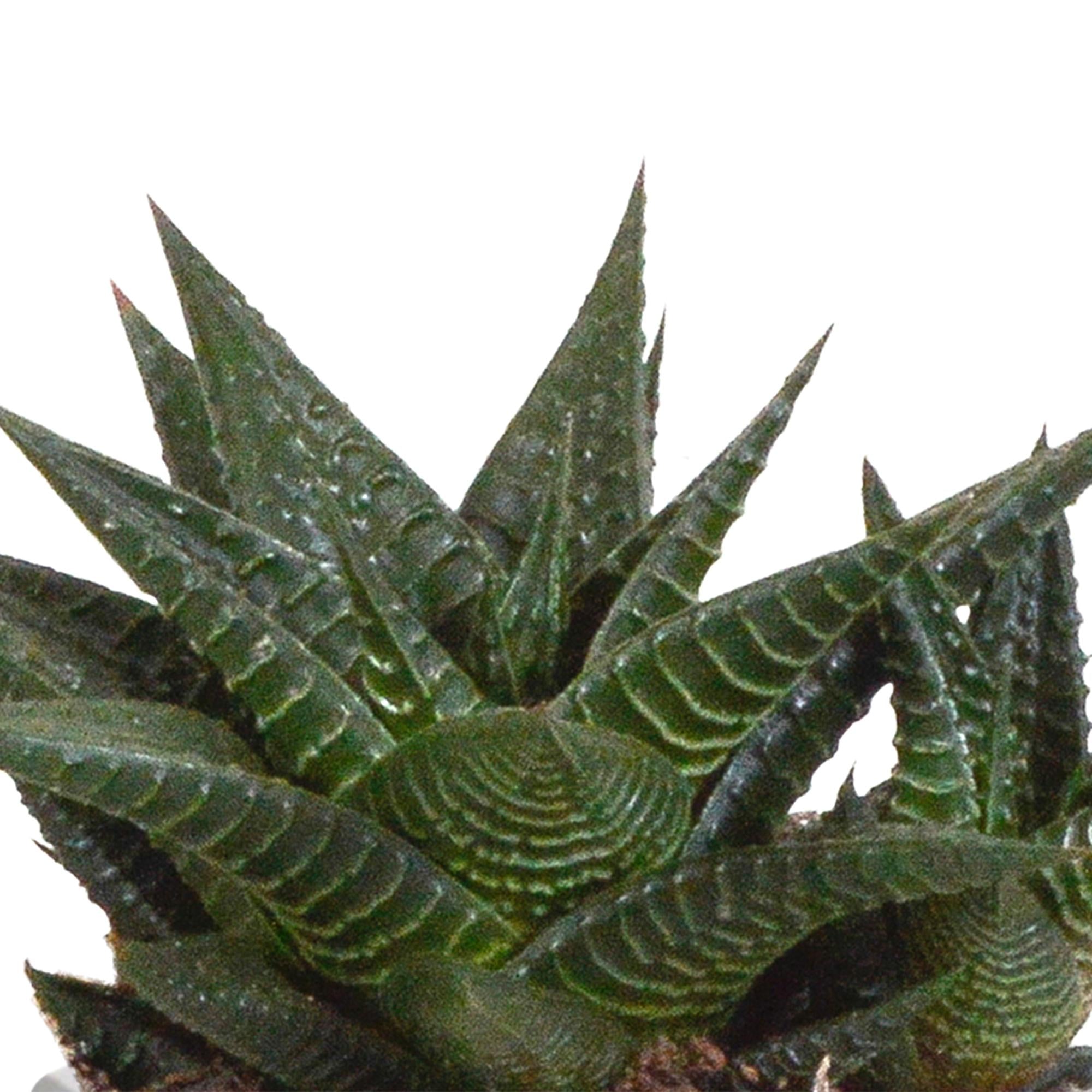 Gasteria/Haworthia mix 8,5cm - 3x - in terracotta pot