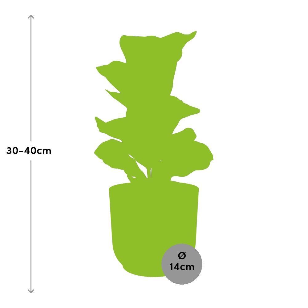 Ficus Lyrata 'Bambino' in ELHO Vibes Fold 14cm geel