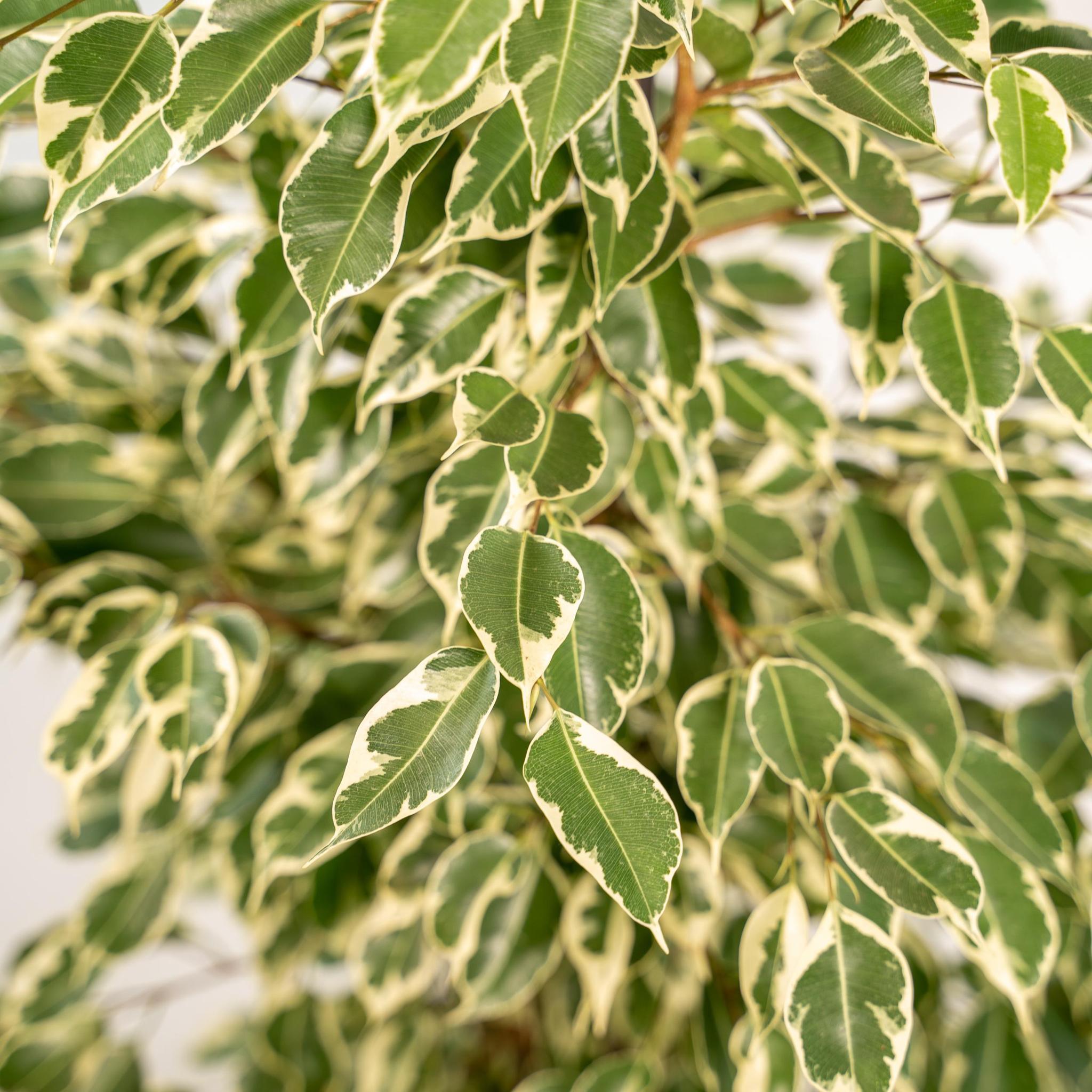Ficus benjamina Twilight - Ø21cm - ↕95cm + Mand Selin
