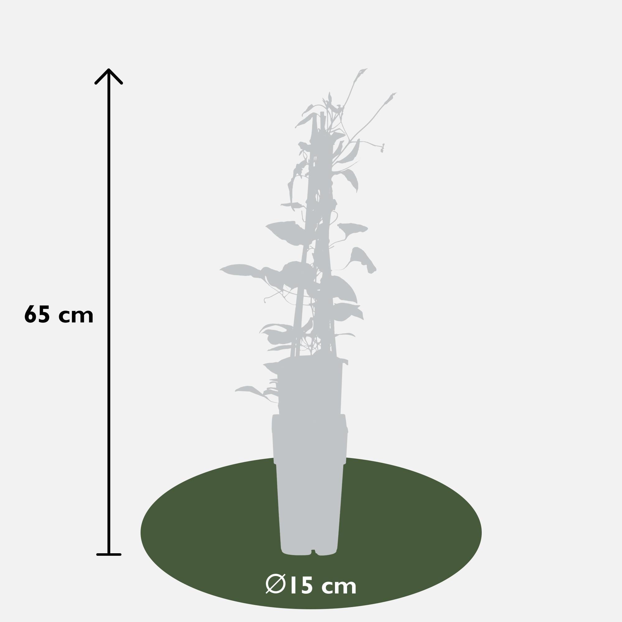 3x - Clematis Rouge Cardinal - ?65cm - Ø15