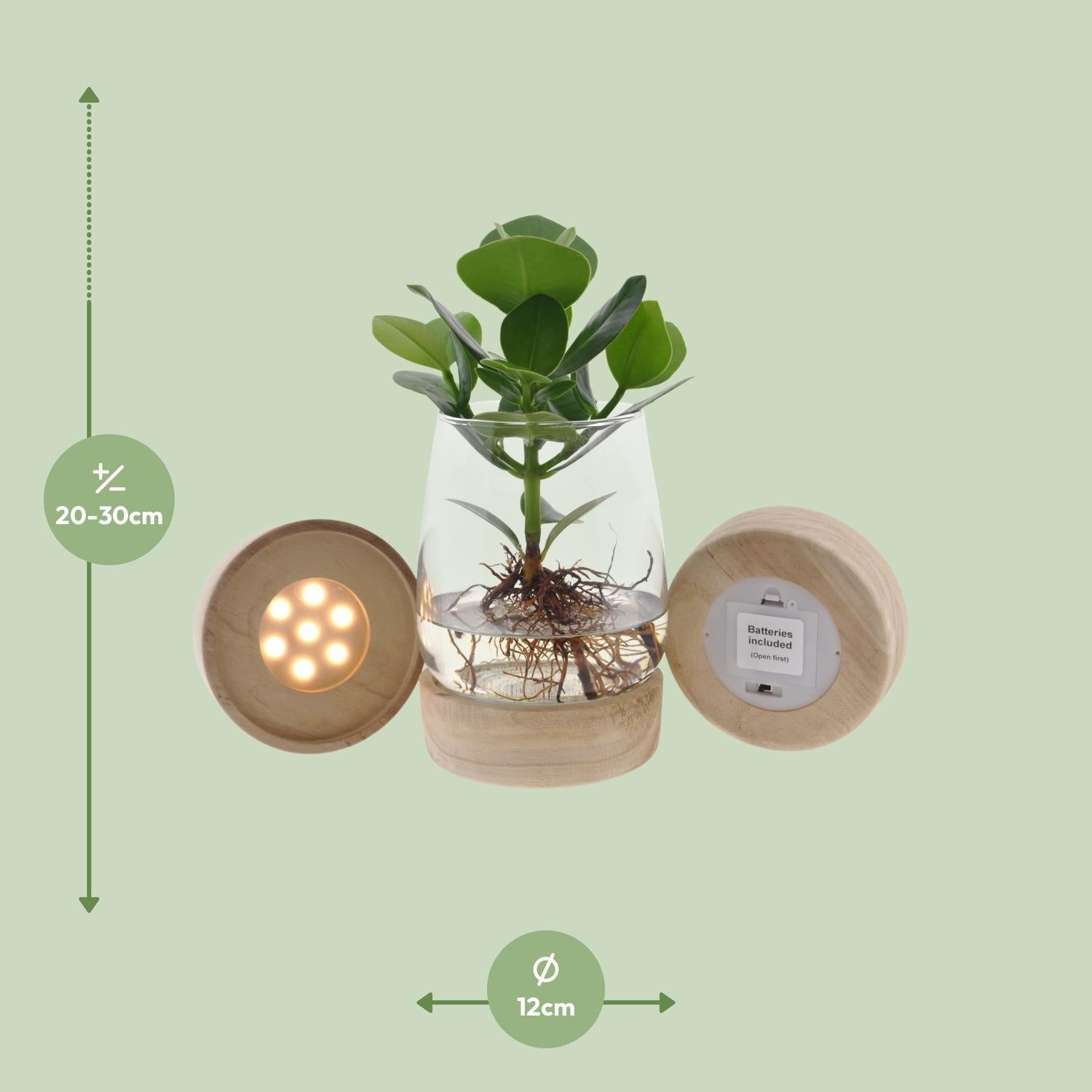 Clusia In Kingston Glas + LED - Ø12 ↕30