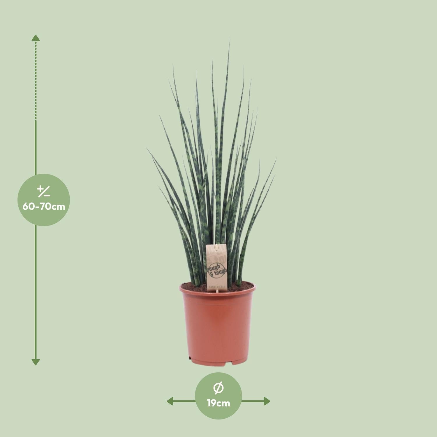 Sansevieria Varenhout Mikado - Ø19cm - ↕80cm
