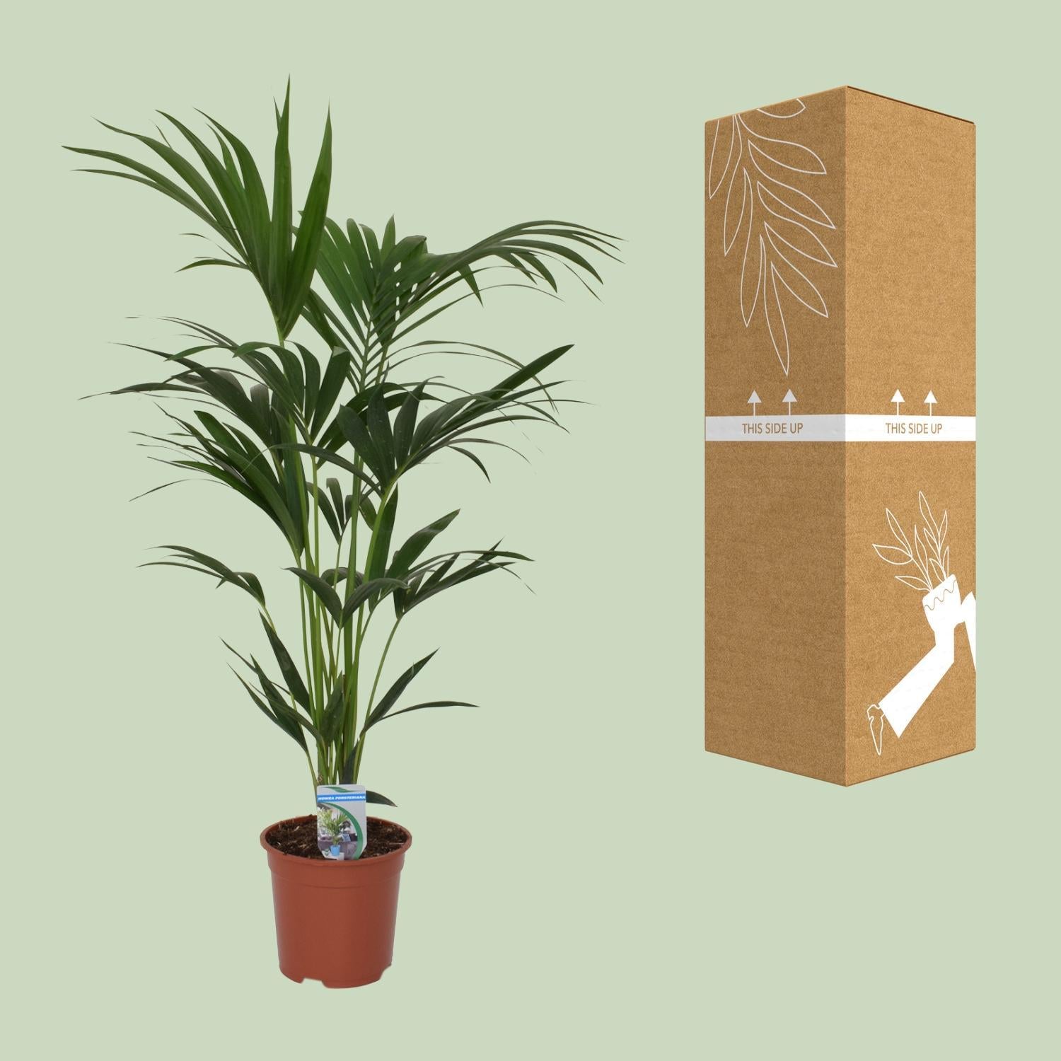 Howea forsteriana - Ø21 - ?120cm