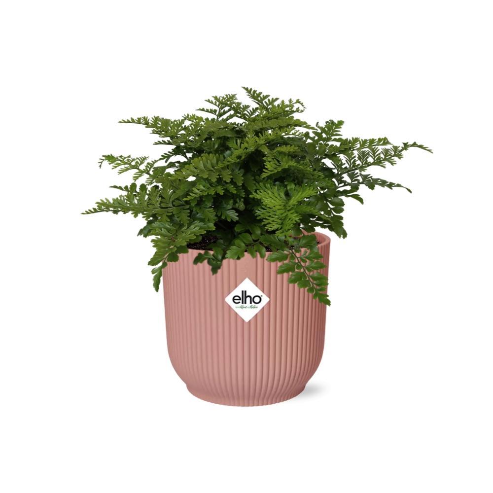 Asplenium Parvati in ELHO Vibes Fold 14cm rosa