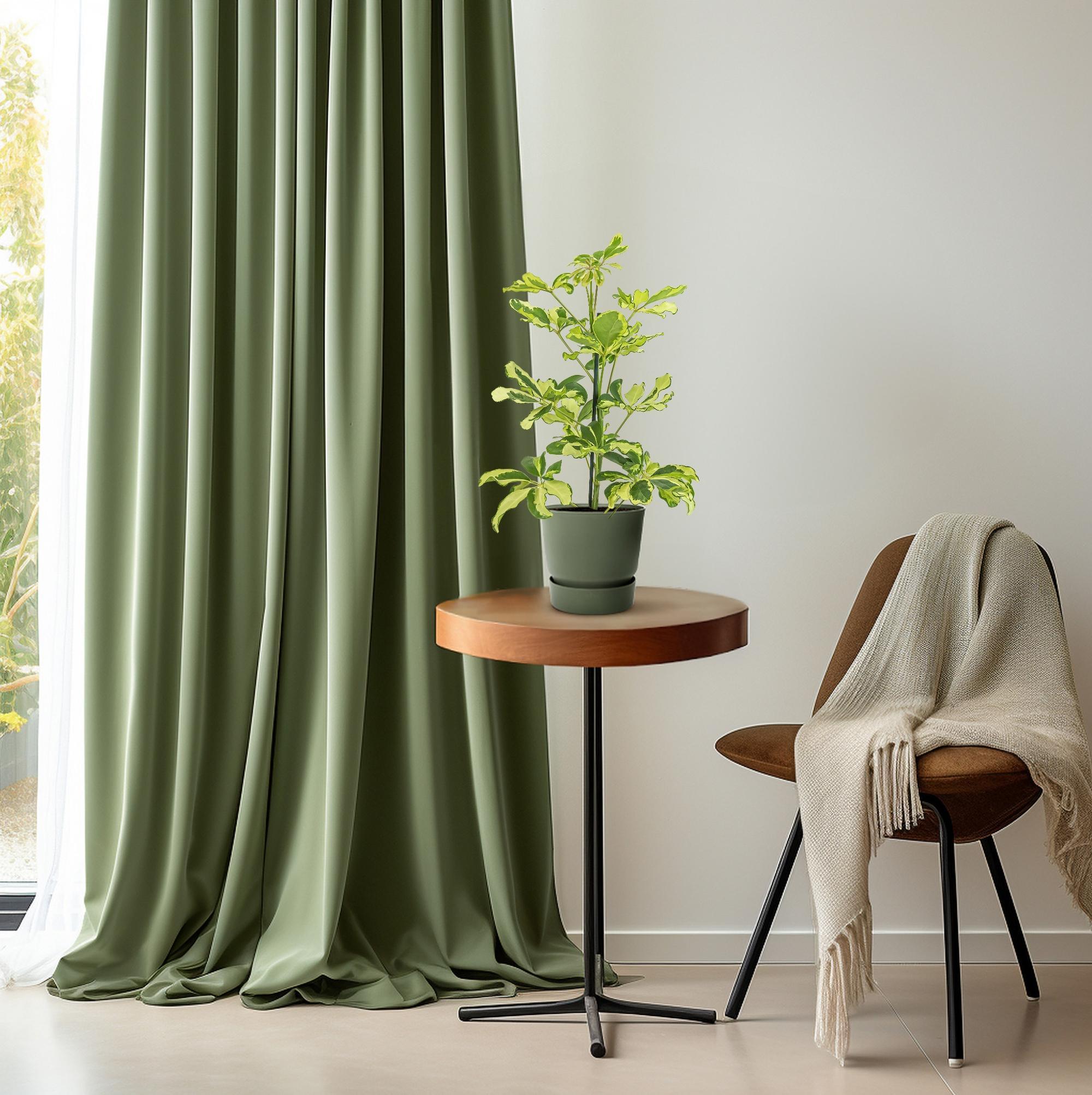 Schefflera Charlotte - Ø13cm - ↕45cm