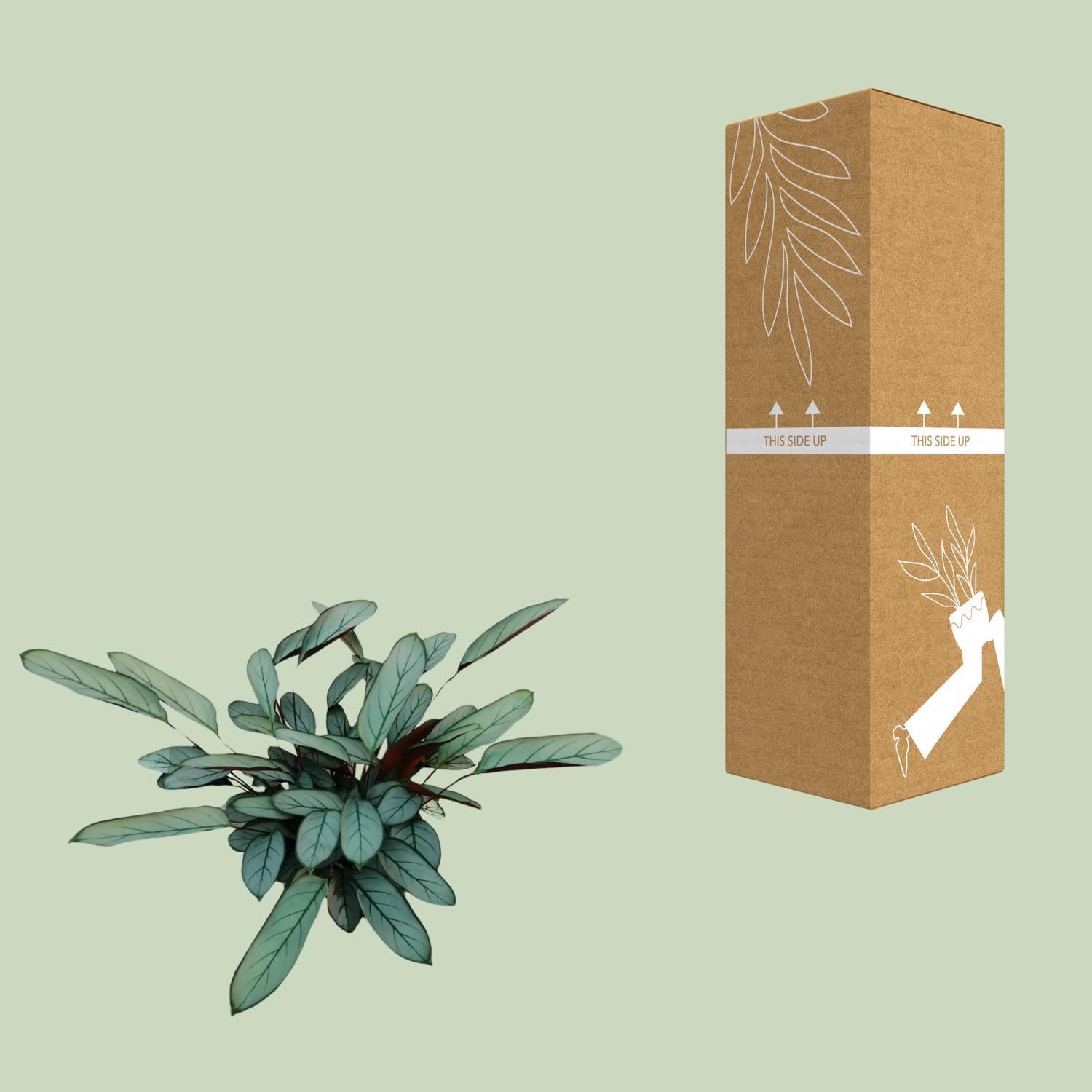 Ctenanthe Oppenheimiana - Ø17cm - ↕70cm