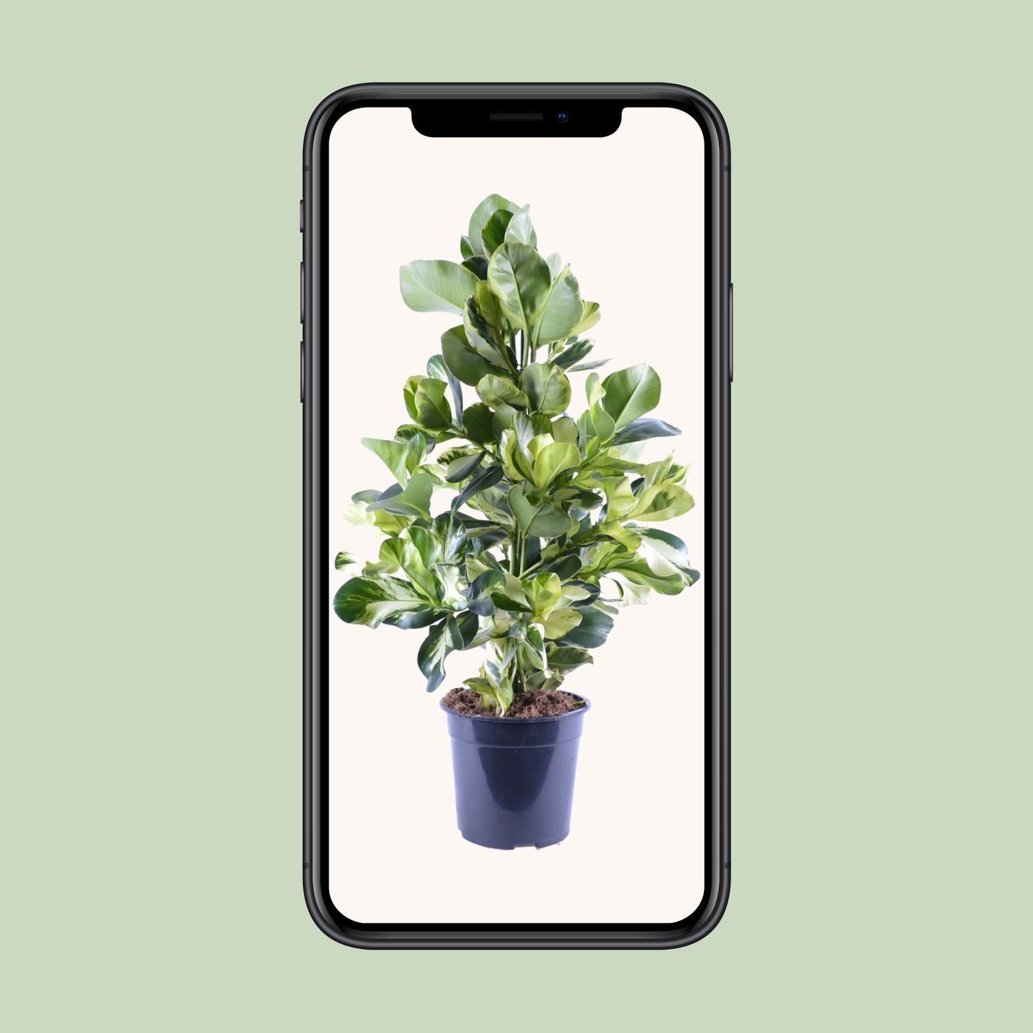Clusia Rosea Weißer Stern - Ø24cm - ↕95cm
