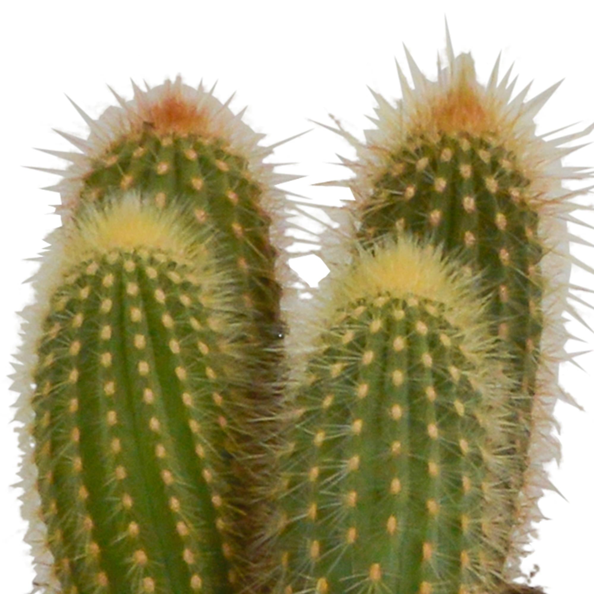 Cereus mix 10,5cm - 3x - in witte pot