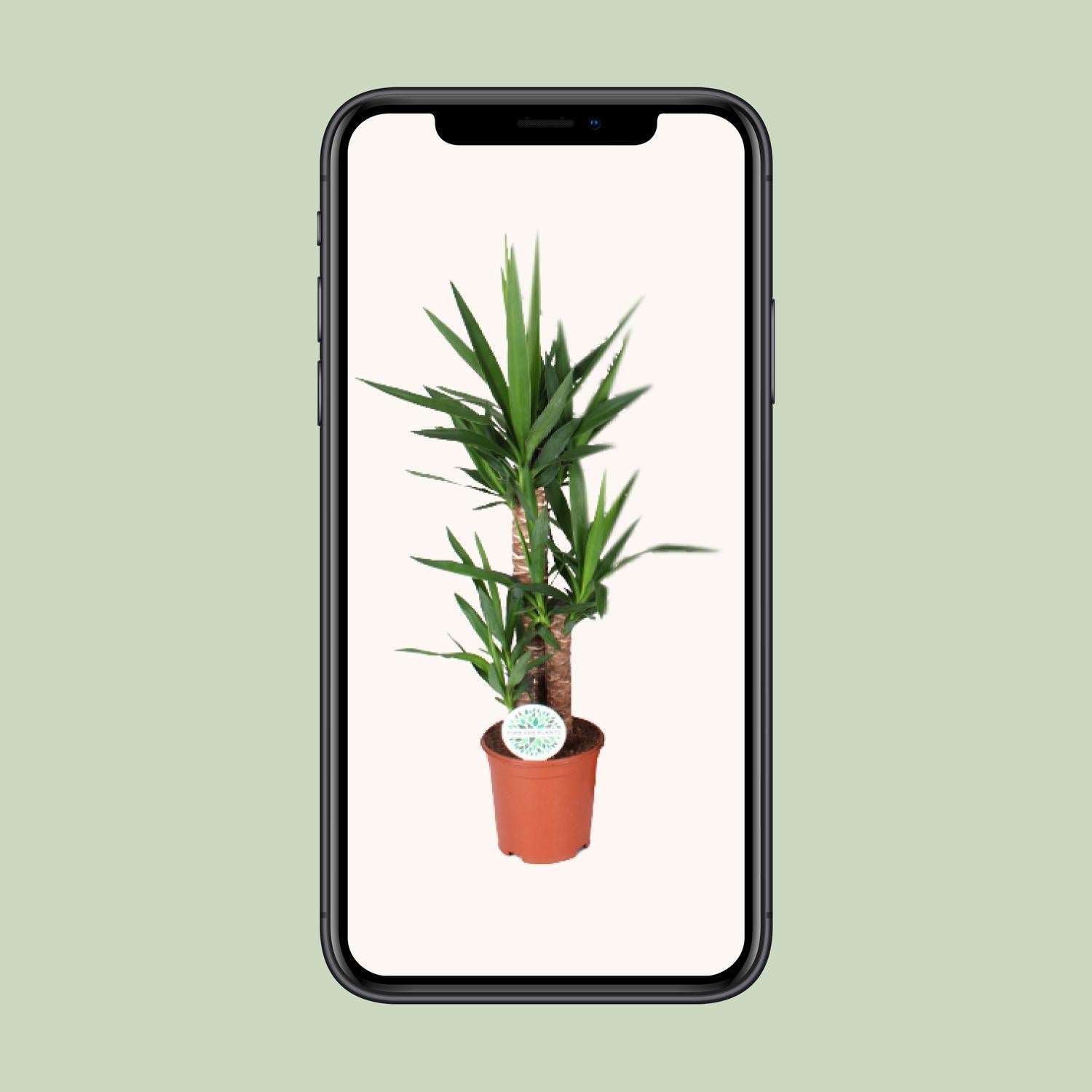 Yucca-Ø21cm - ↕90cm