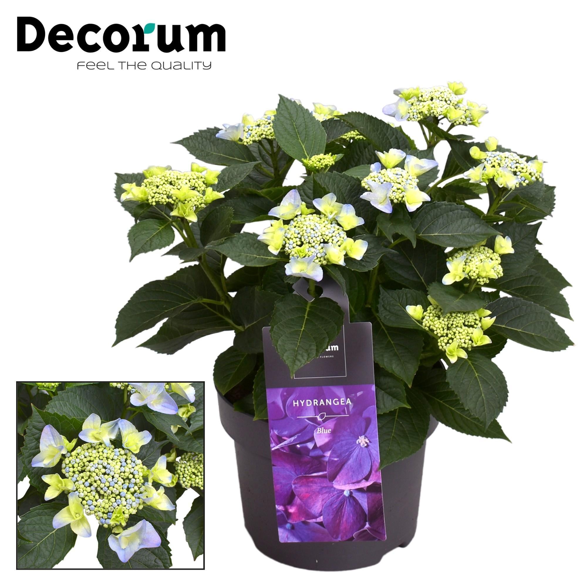 Hortensia Teller Nizza Blauw 7 - 12 Kop (Decorum) - Ø23cm - ↕45cm