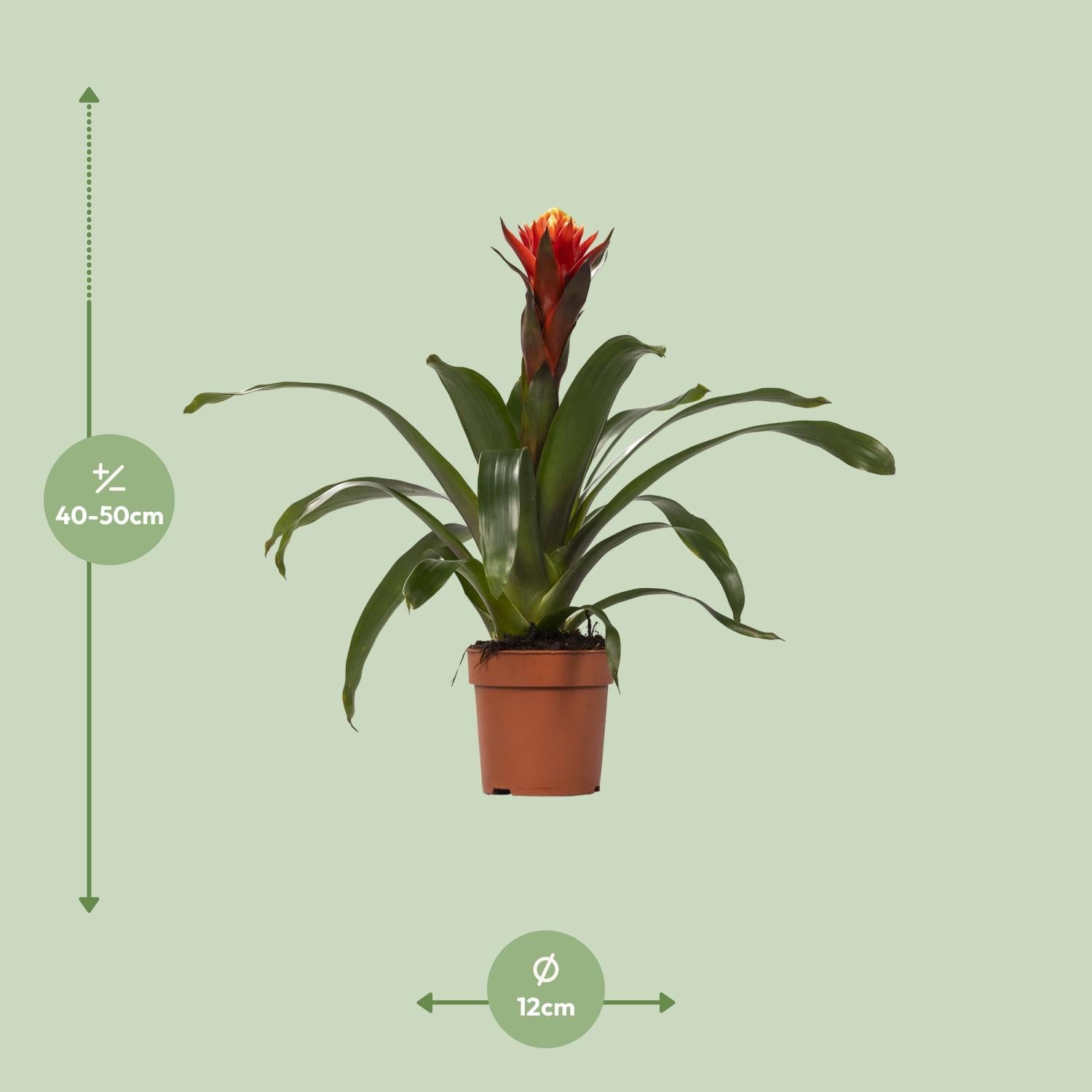 Guzmania Geluk - Ø12 ↕45