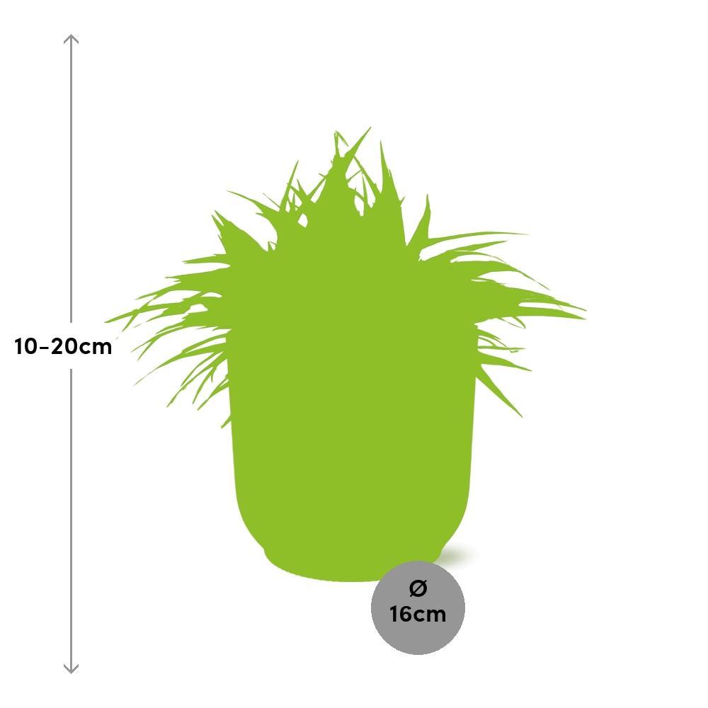 Chlorophytum Ocean 15cm in ELHO Vibes Fold 16cm rund zartrosa