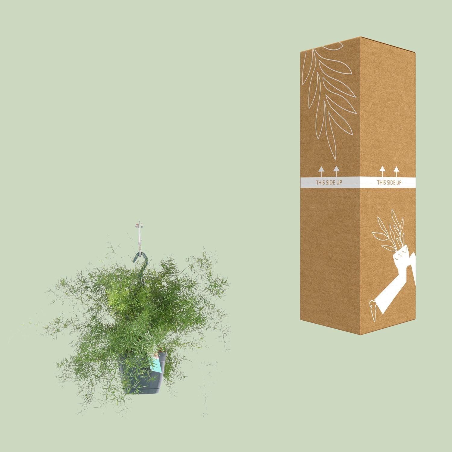 Asperges Densiflorus Sprengeri Ø17cm - ↕35cm