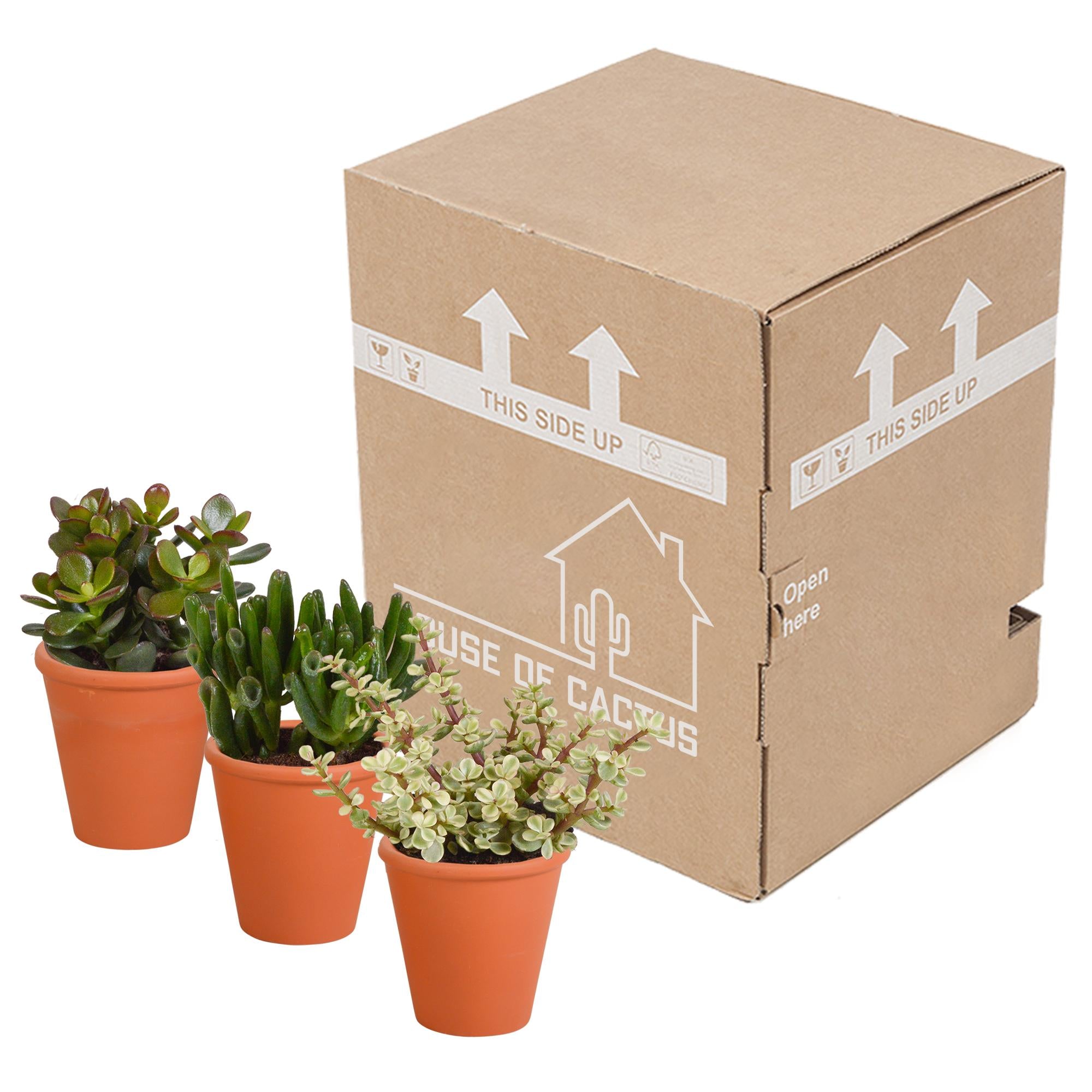 Crassula mix 8.5 cm - 3x - in terracotta pot