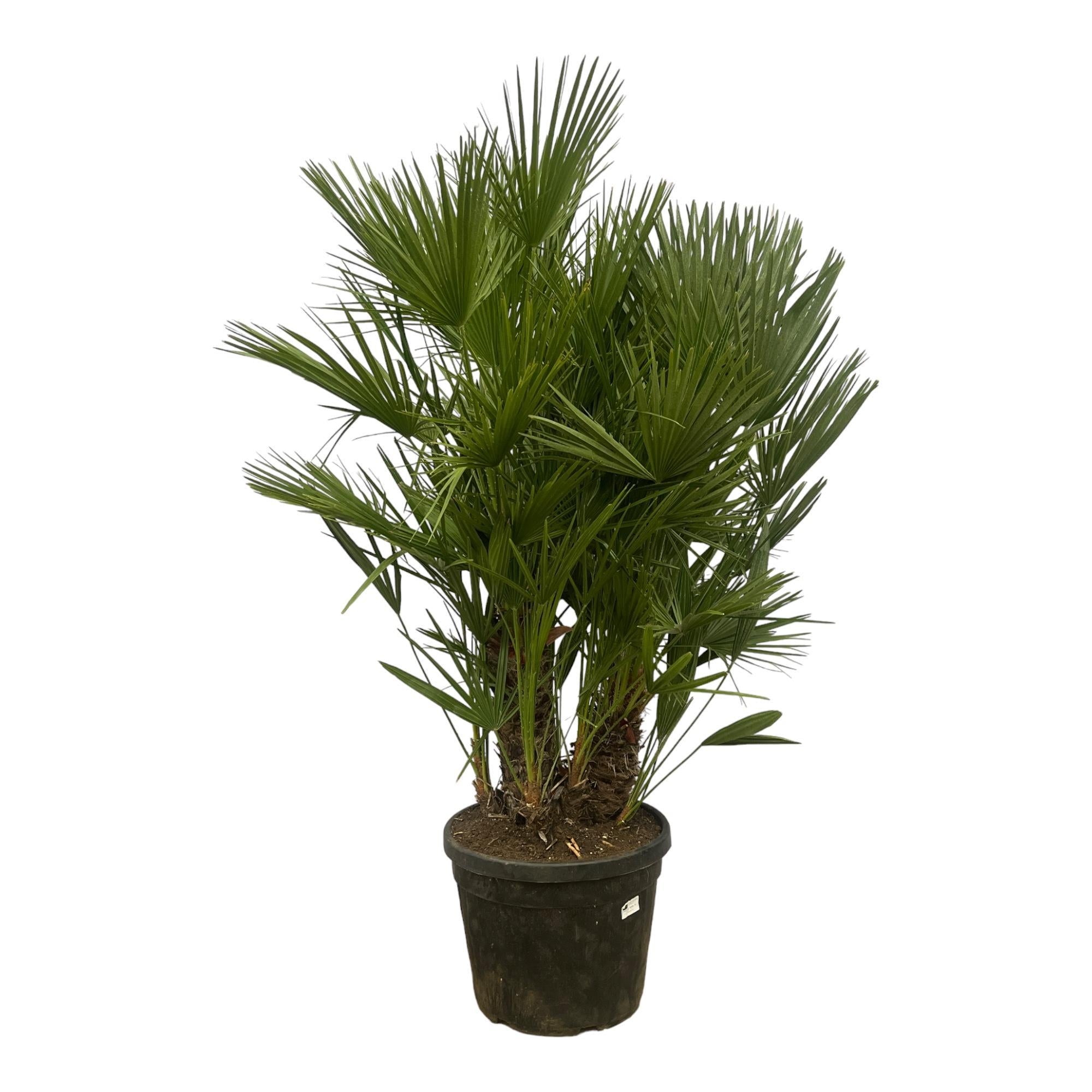 Chamaerops Humilis multistam - 180 cm - Ø45cm