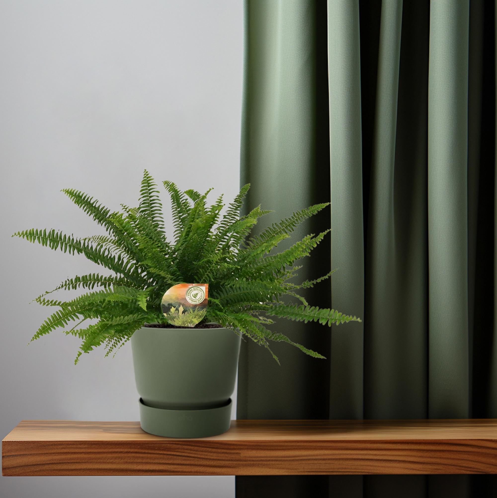 Nephrolepis Grüne Dame - Ø17cm - ↕40cm