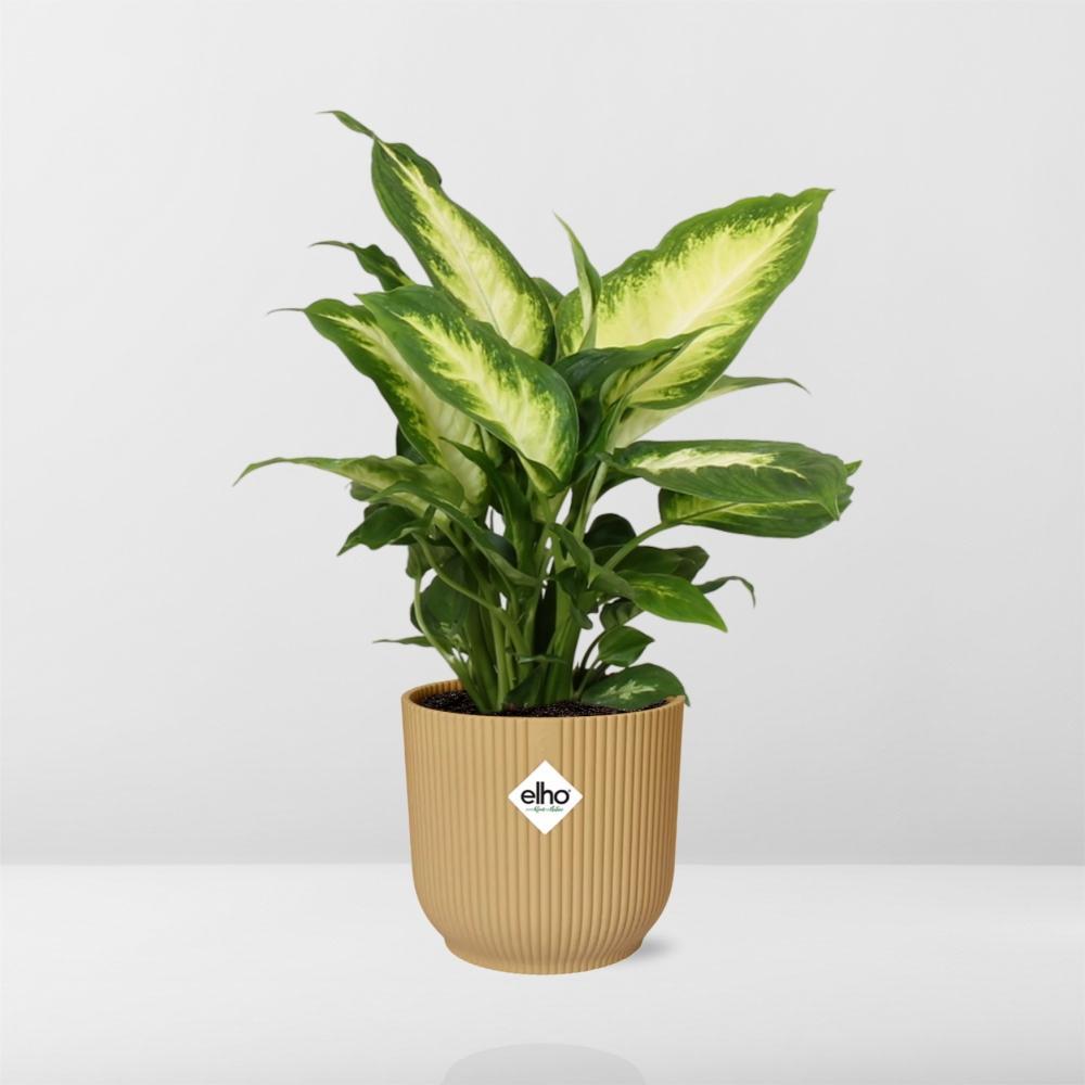 Dieffenbachia 'Camilla' in ELHO Vibes Fold 14cm gelb