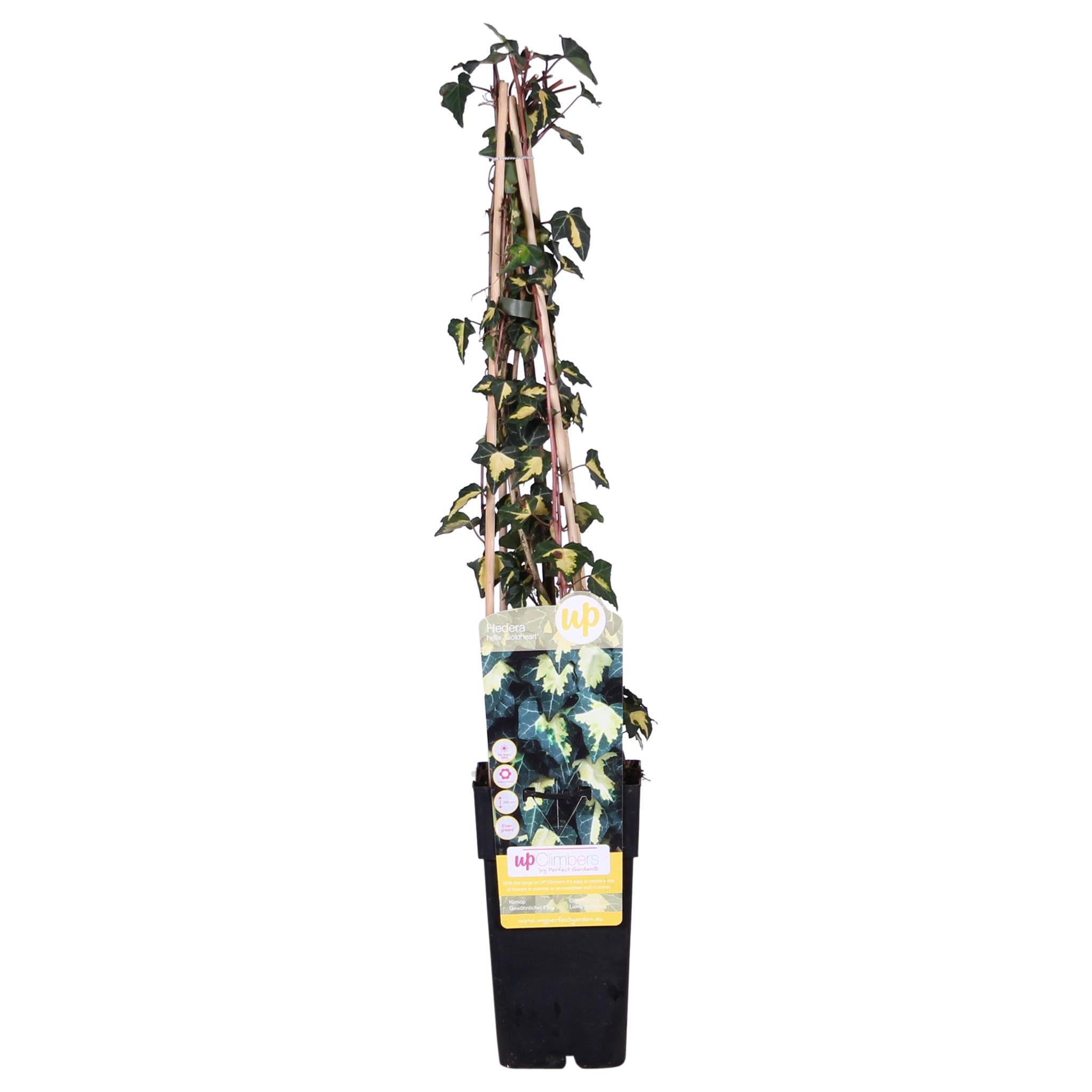 4x - Hedera helix 'Goldheart' - ?65cm - Ø15