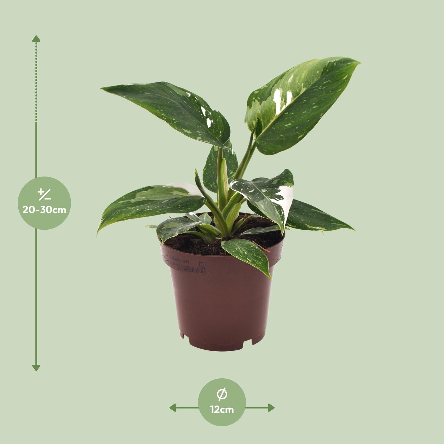 Philodendron Witte Prinses - Ø12cm - ↕25cm