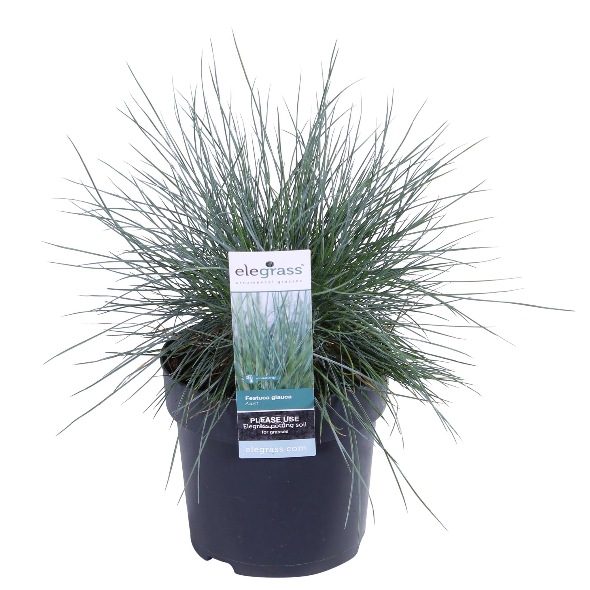 Festuca glauca Azura Blue - Ø14 - ?30cm