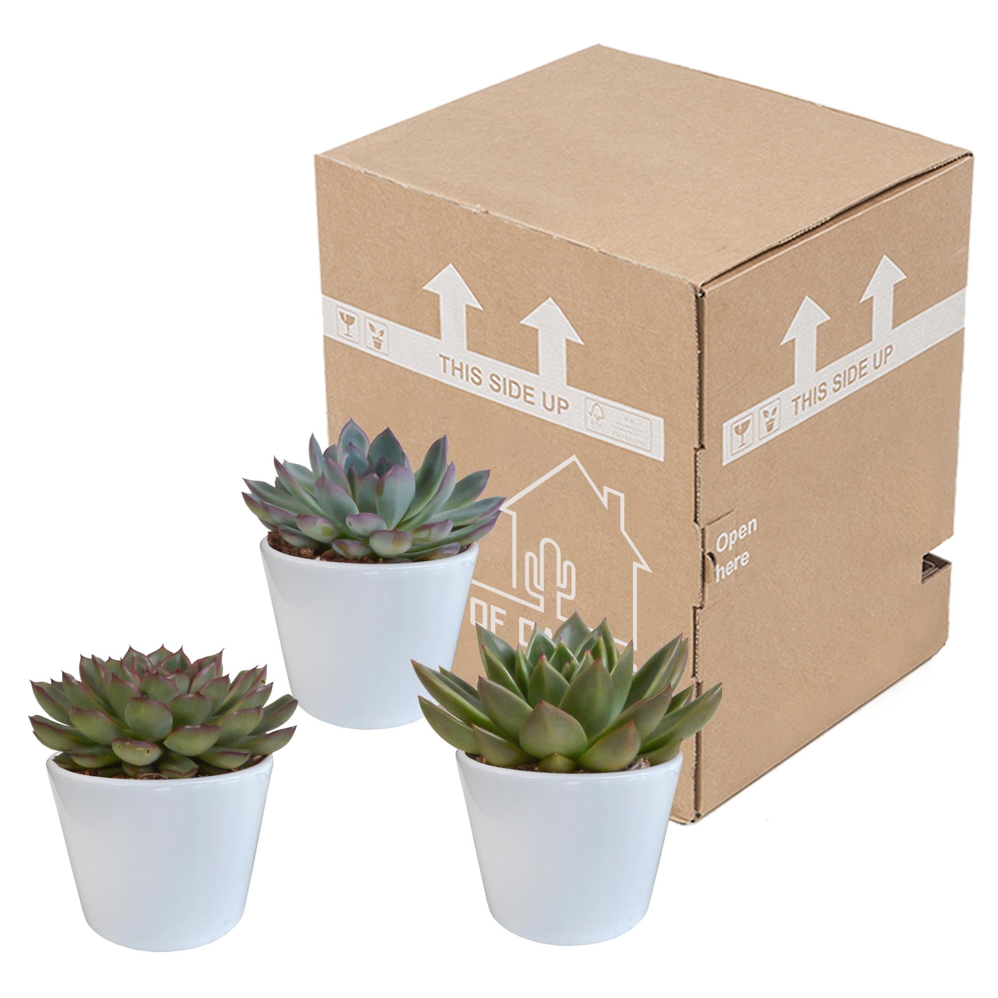 Echeveria mix 10,5 cm - 3x - in witte pot