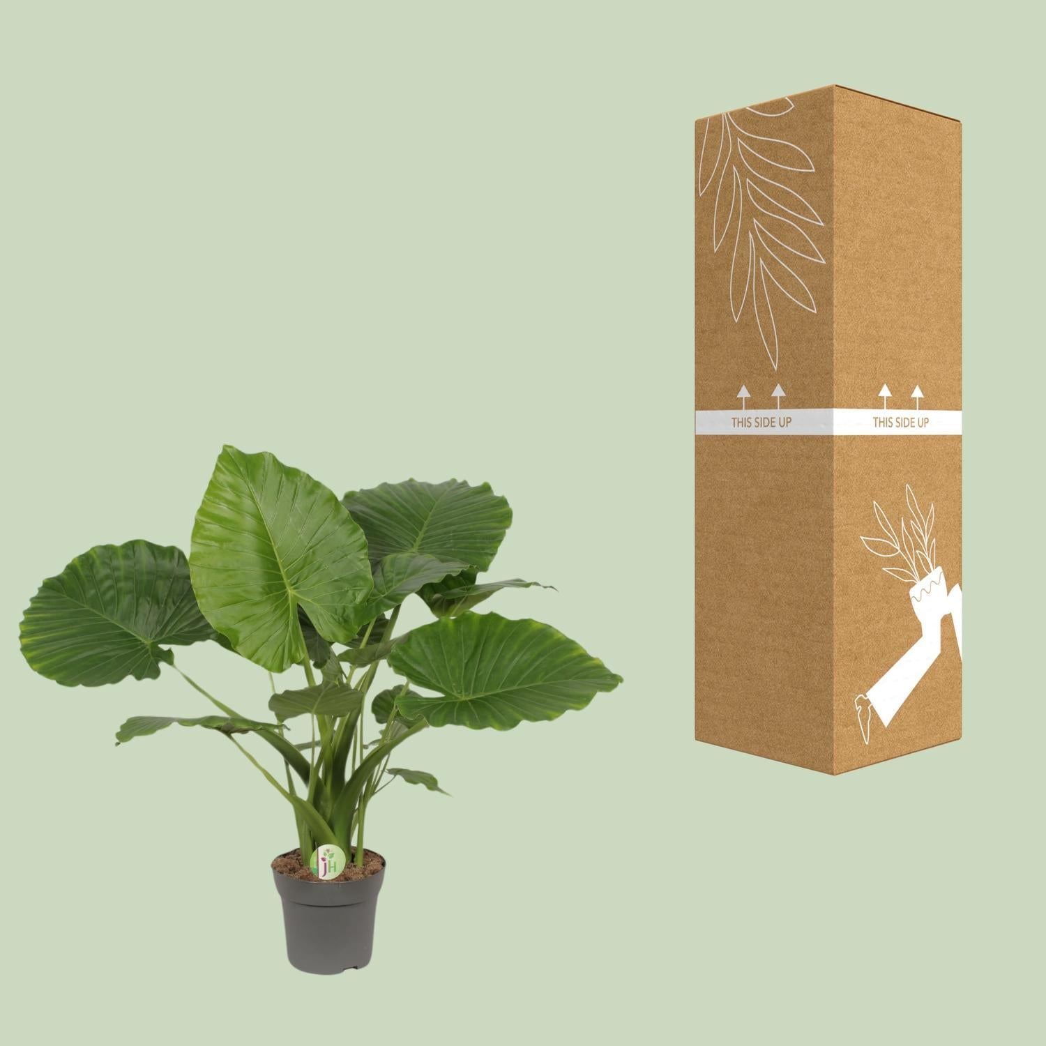 Alocasia Gageana Californië - Ø21cm - ↕80cm
