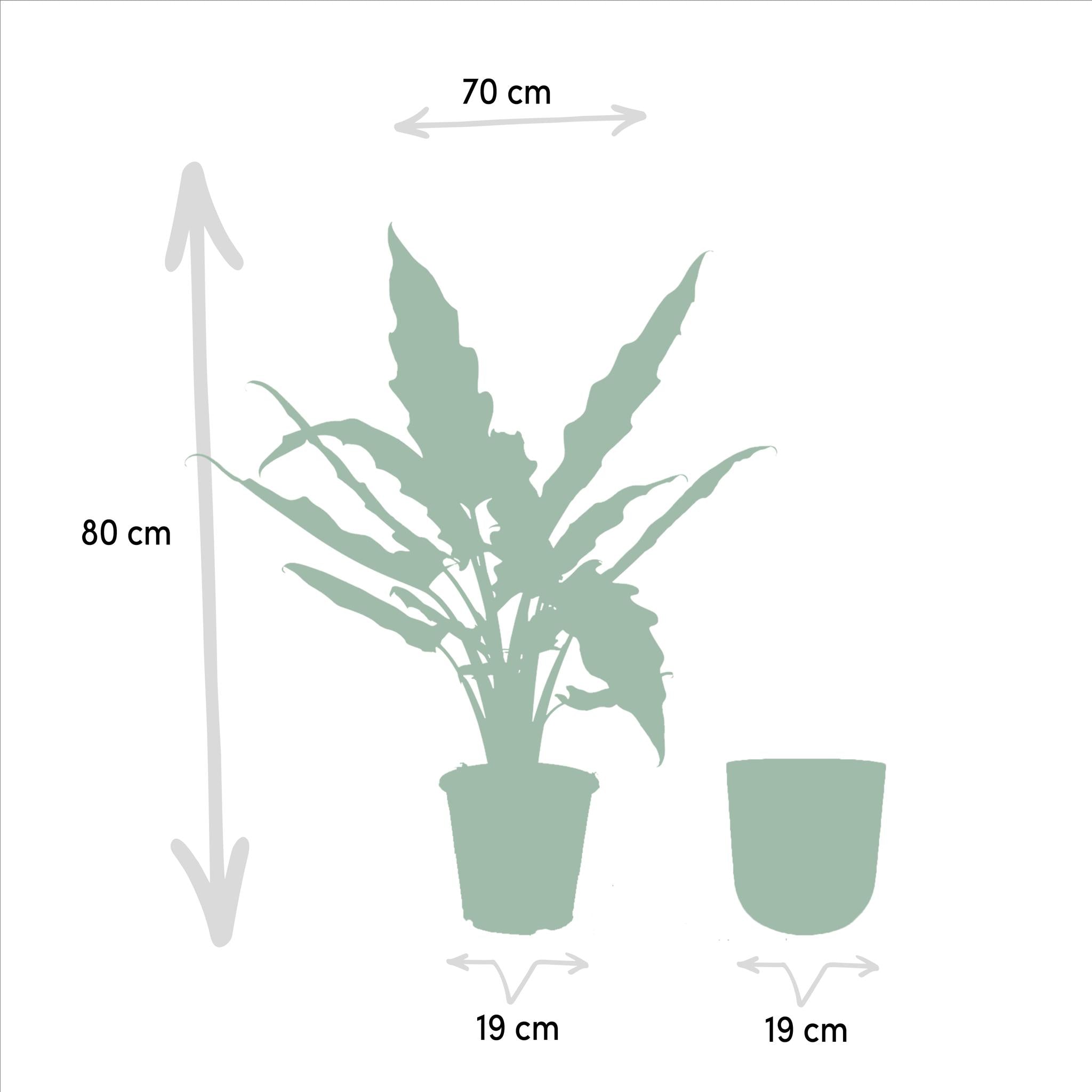 Alocasia Lauterbachiana - Ø19cm - ↕80cm + Pot Mayk Goud