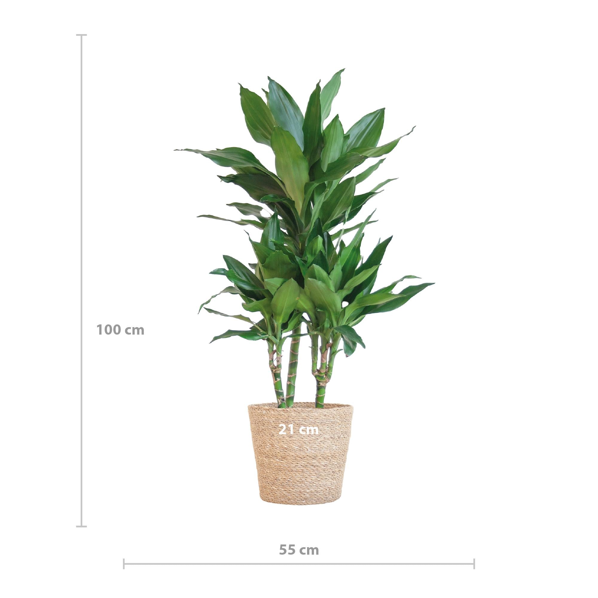 Dracaena Janet Lindt met Sofia mand naturel - 95cm - Ø21