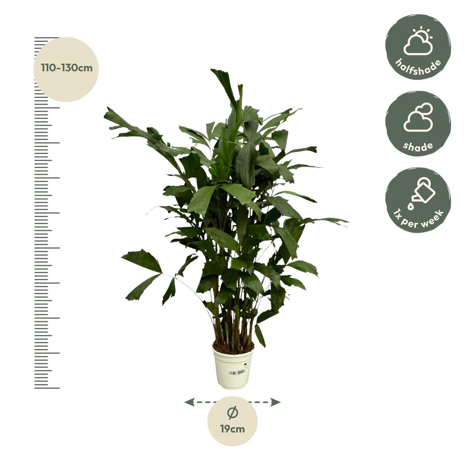 Caryota Mitis - 120 cm - Ø19 cm
