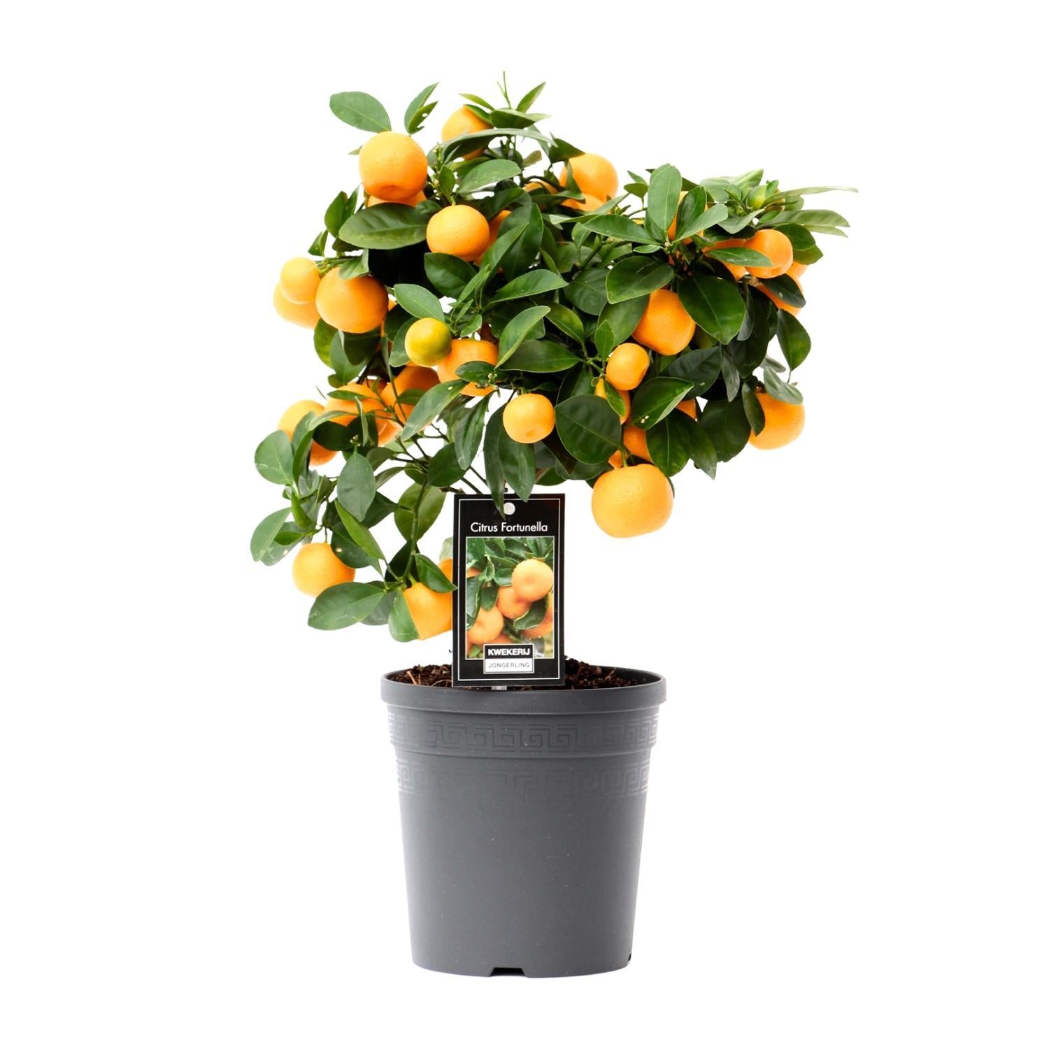 Zitrus-Calamondin - Ø15cm - ↕40cm