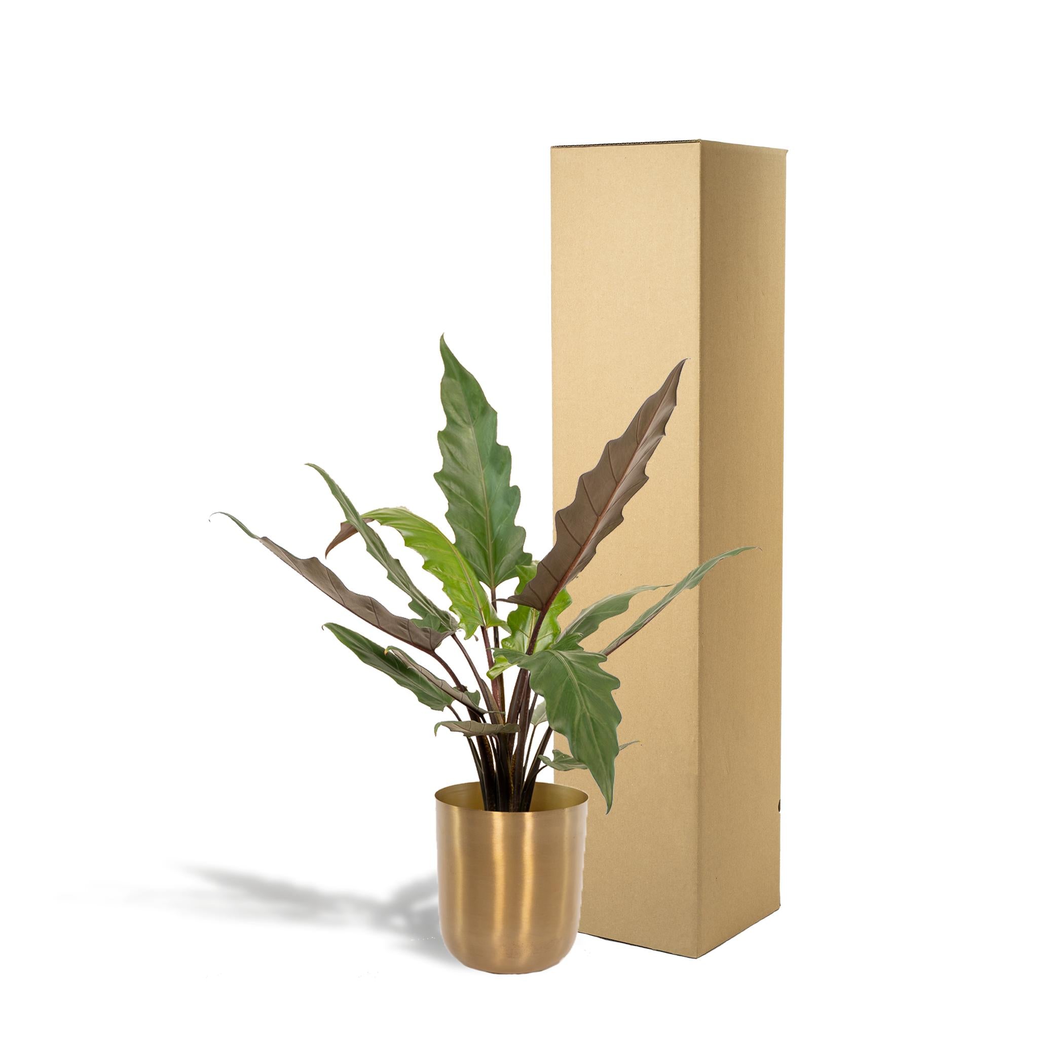Alocasia Lauterbachiana - Ø19cm - ↕80cm + Pot Mayk Goud
