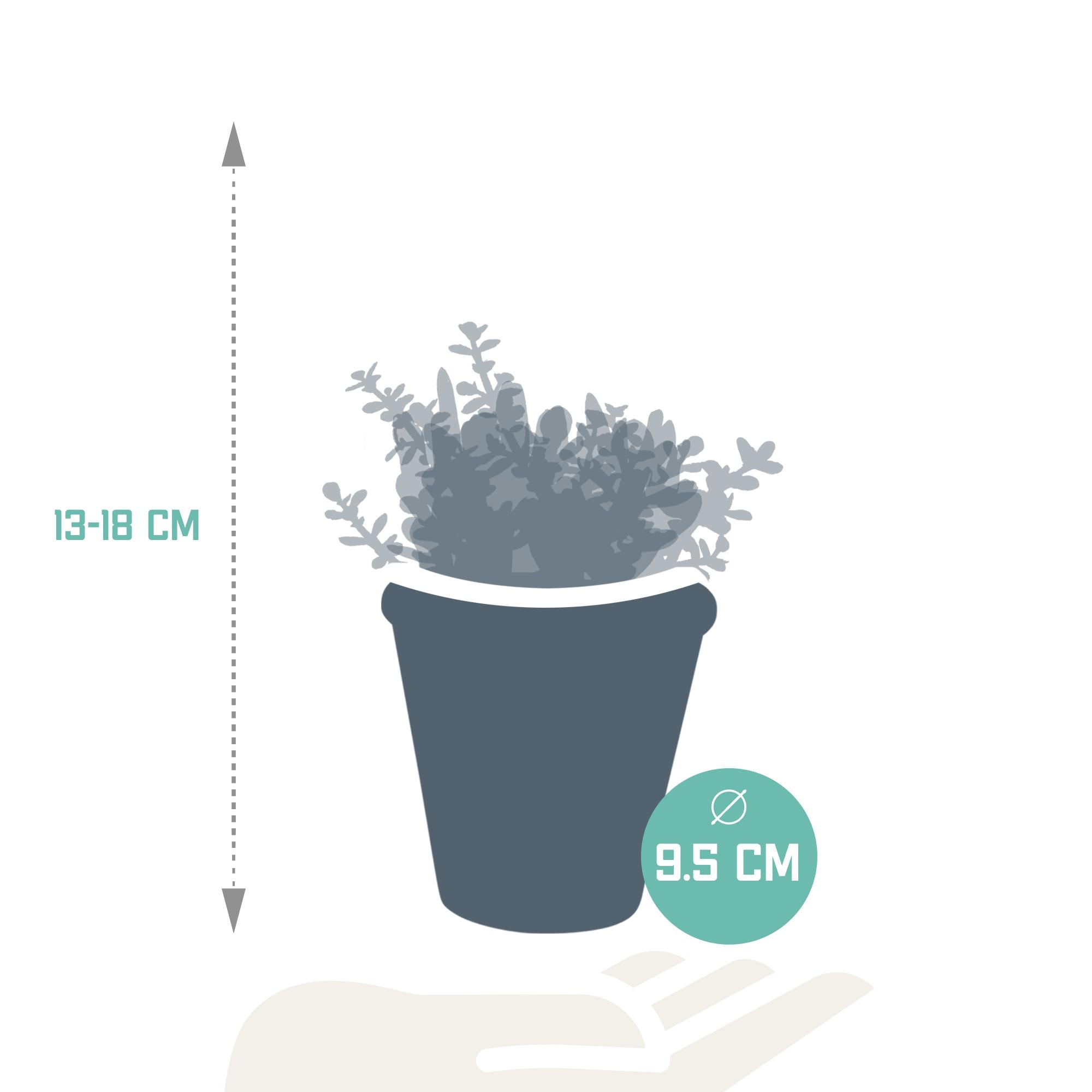 Crassula mix 8.5 cm - 3x - in terracotta pot