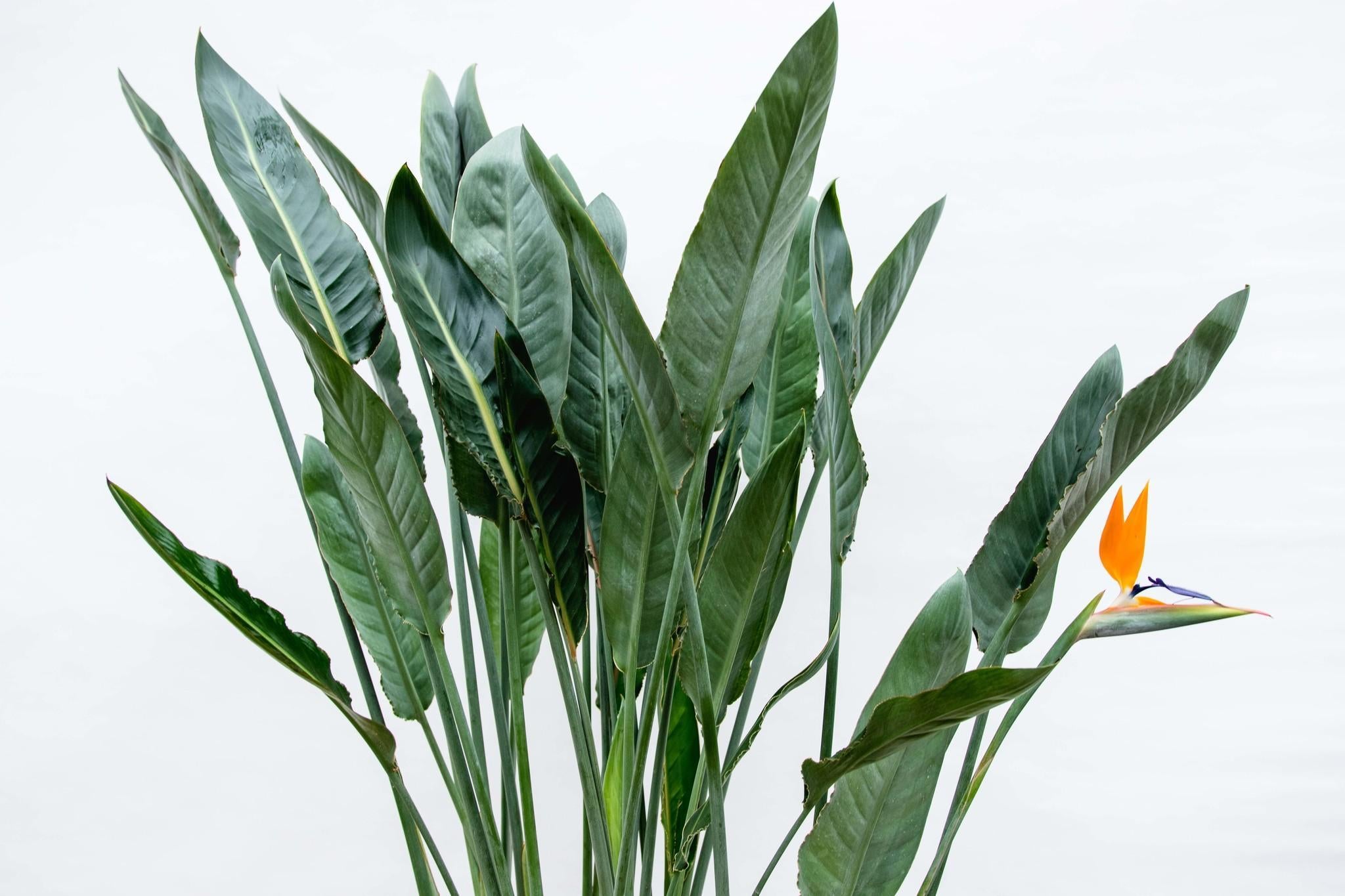 Strelitzia Reginae XL – 160 cm – ?30
