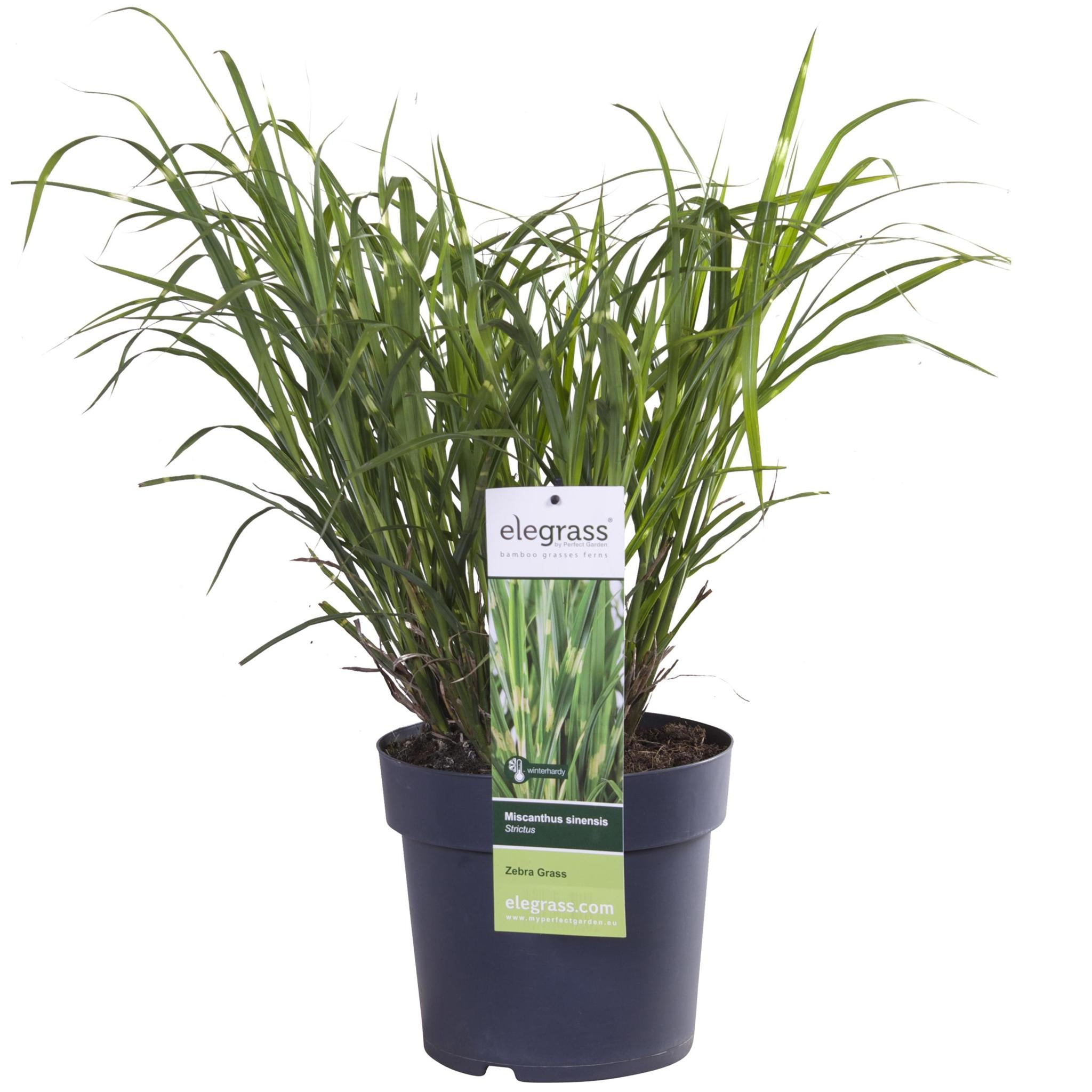 Miscanthus sinensis Strictus - Ø23 - ?60cm