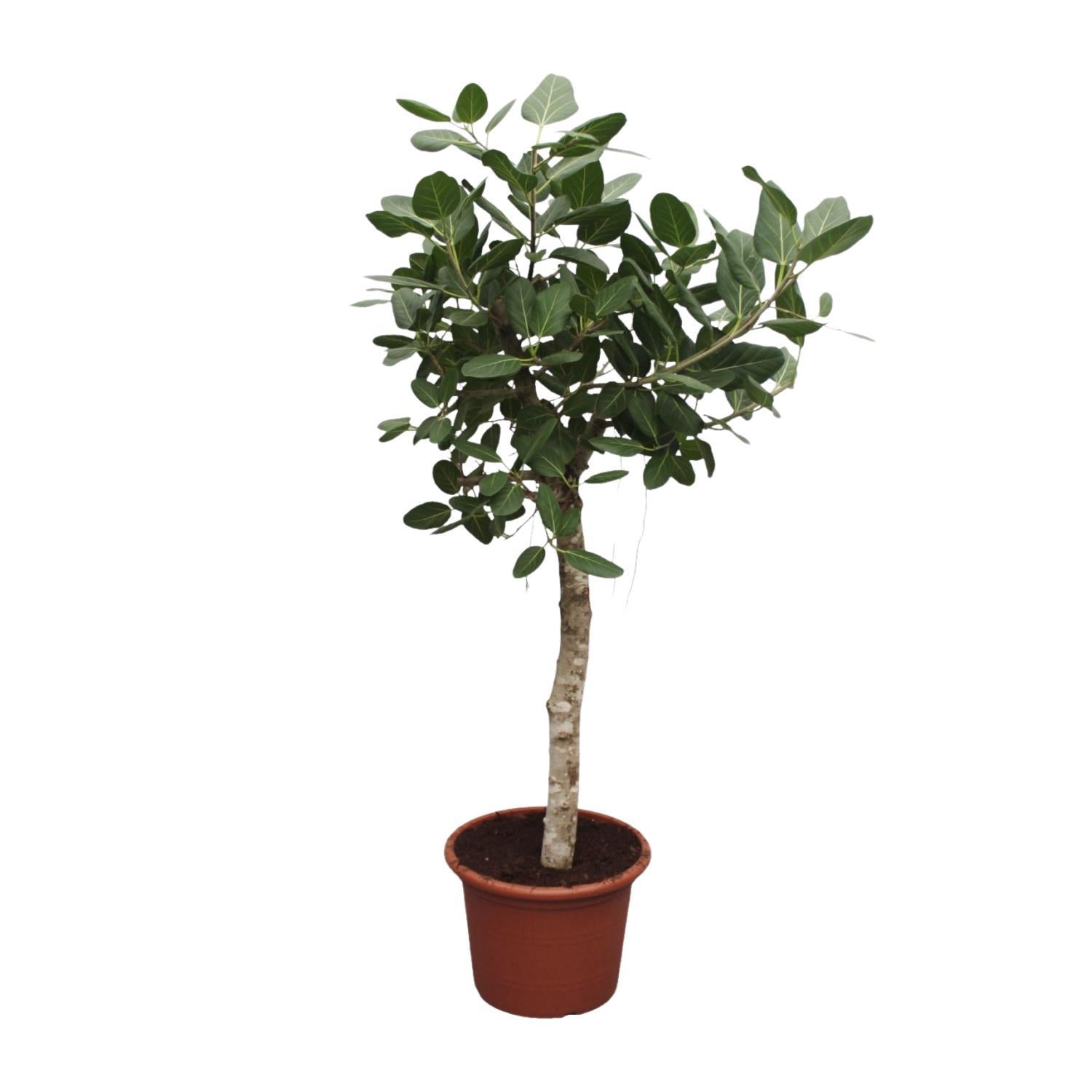 Ficus Benghalensis-Ausleger - 200 cm - ø50