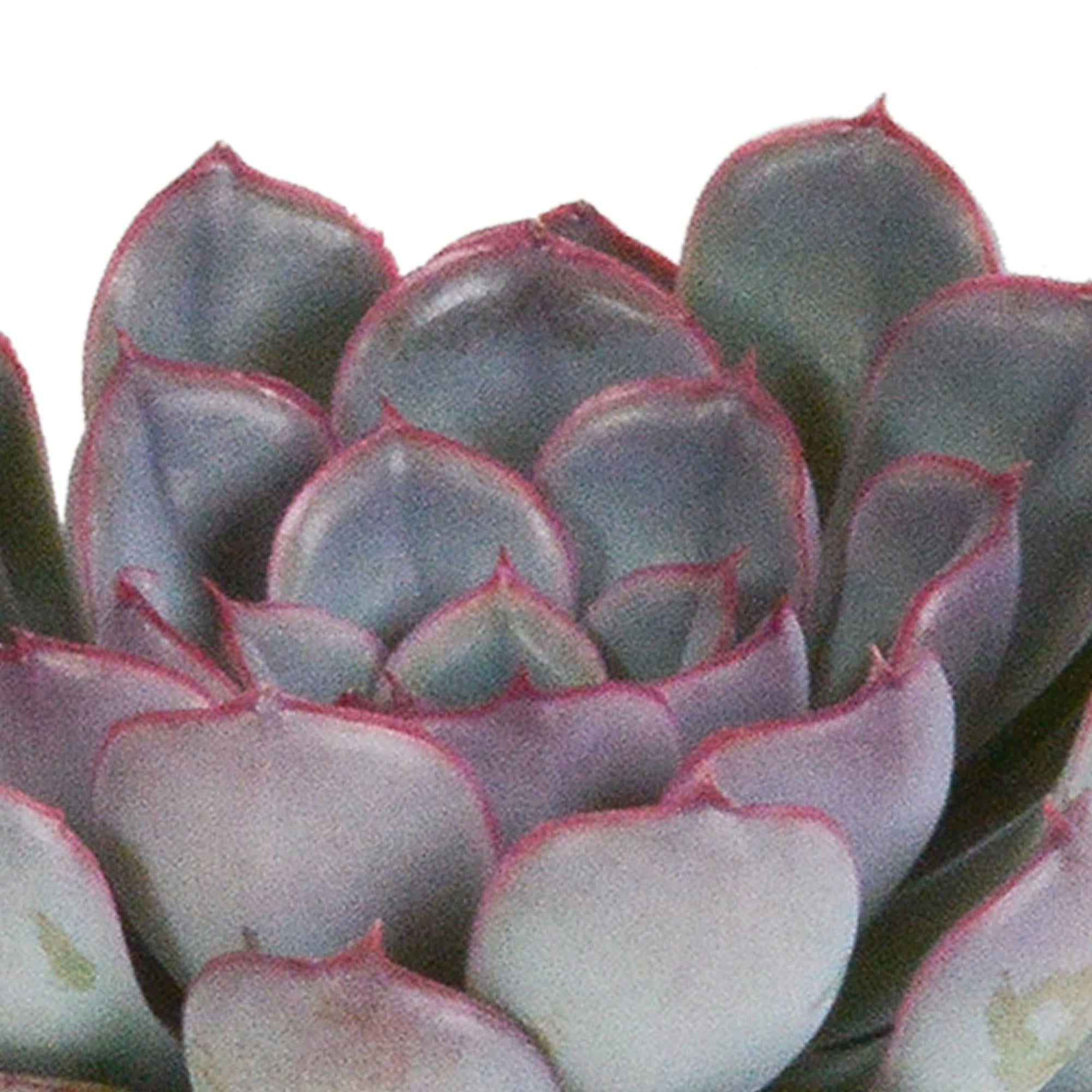 Echeveria-Mix 8,5 cm – 3x – im zweiten Topf