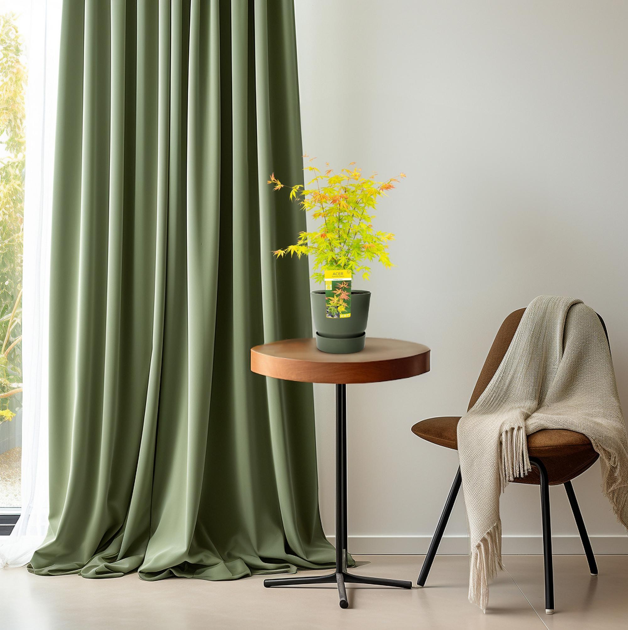 Acer palmatum Oranje Droom - Ø19 - ?50cm